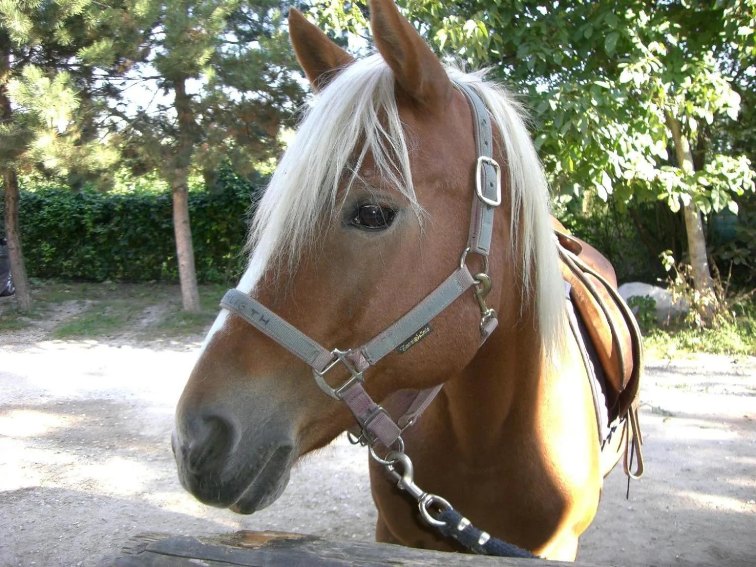Horse-riding in Hotel Gasthof WASTL