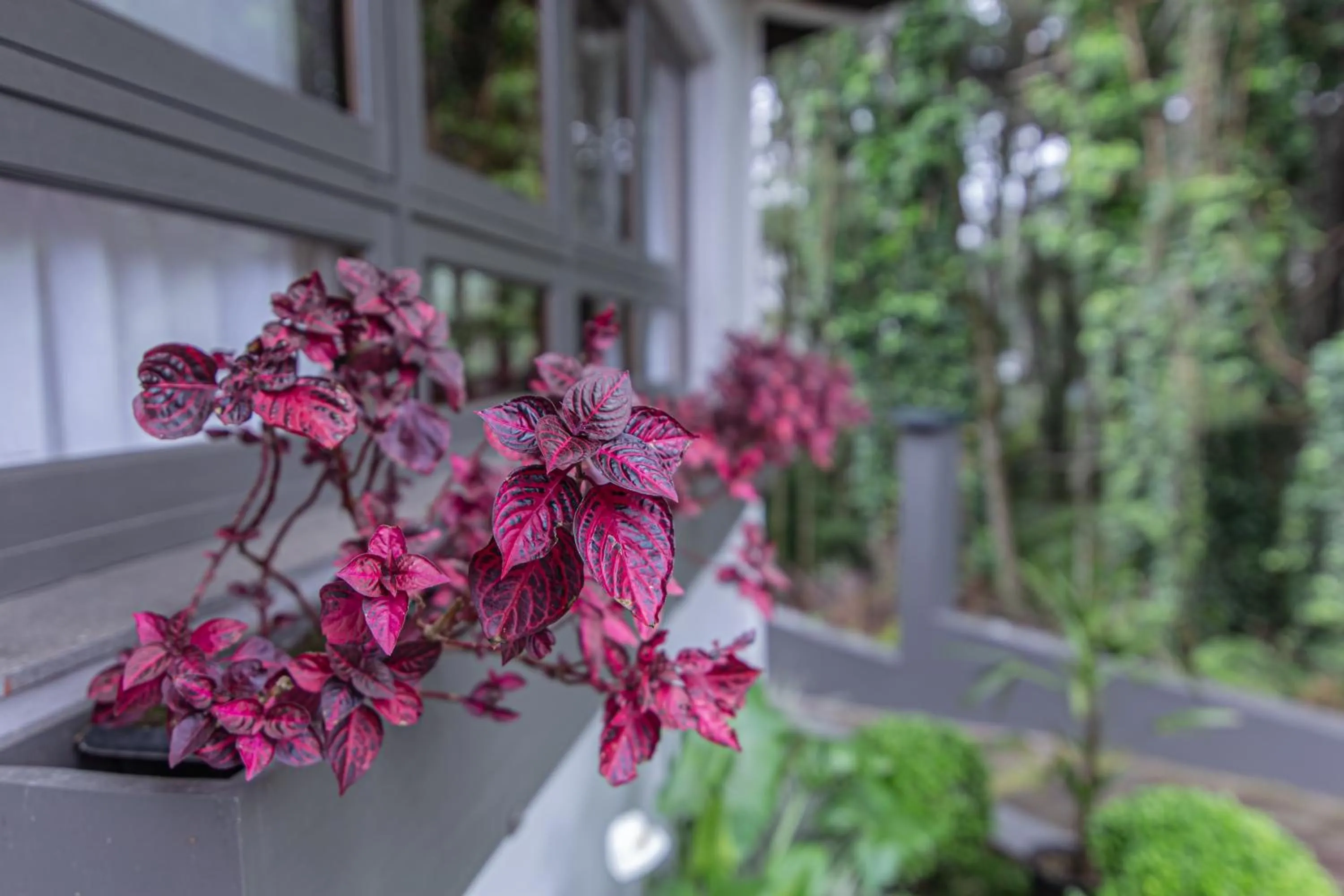 Garden in Pousada Villa Verde