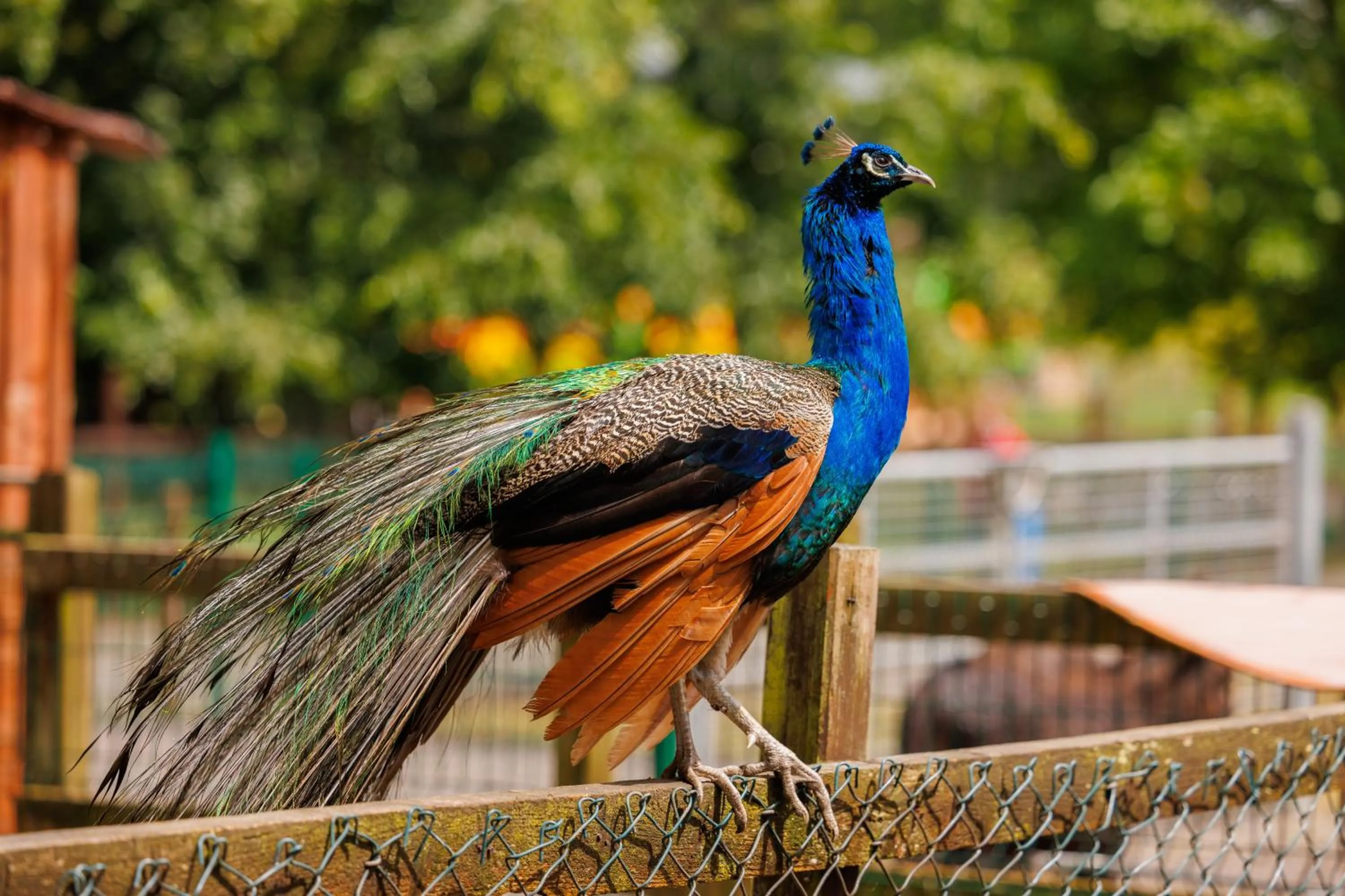 Pets in Newpark Hotel