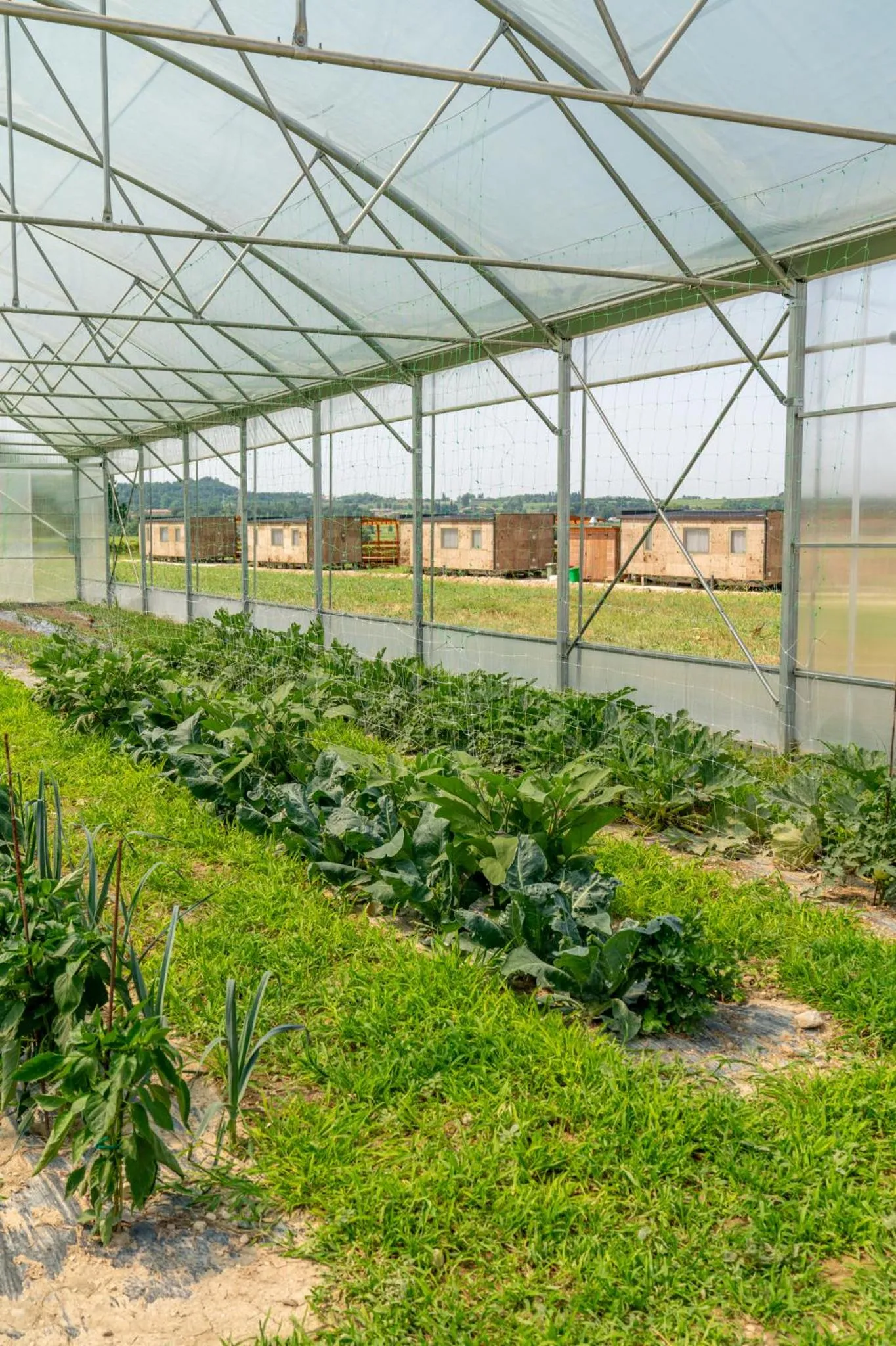 Restaurant/places to eat in Agriturismo dei Grippi