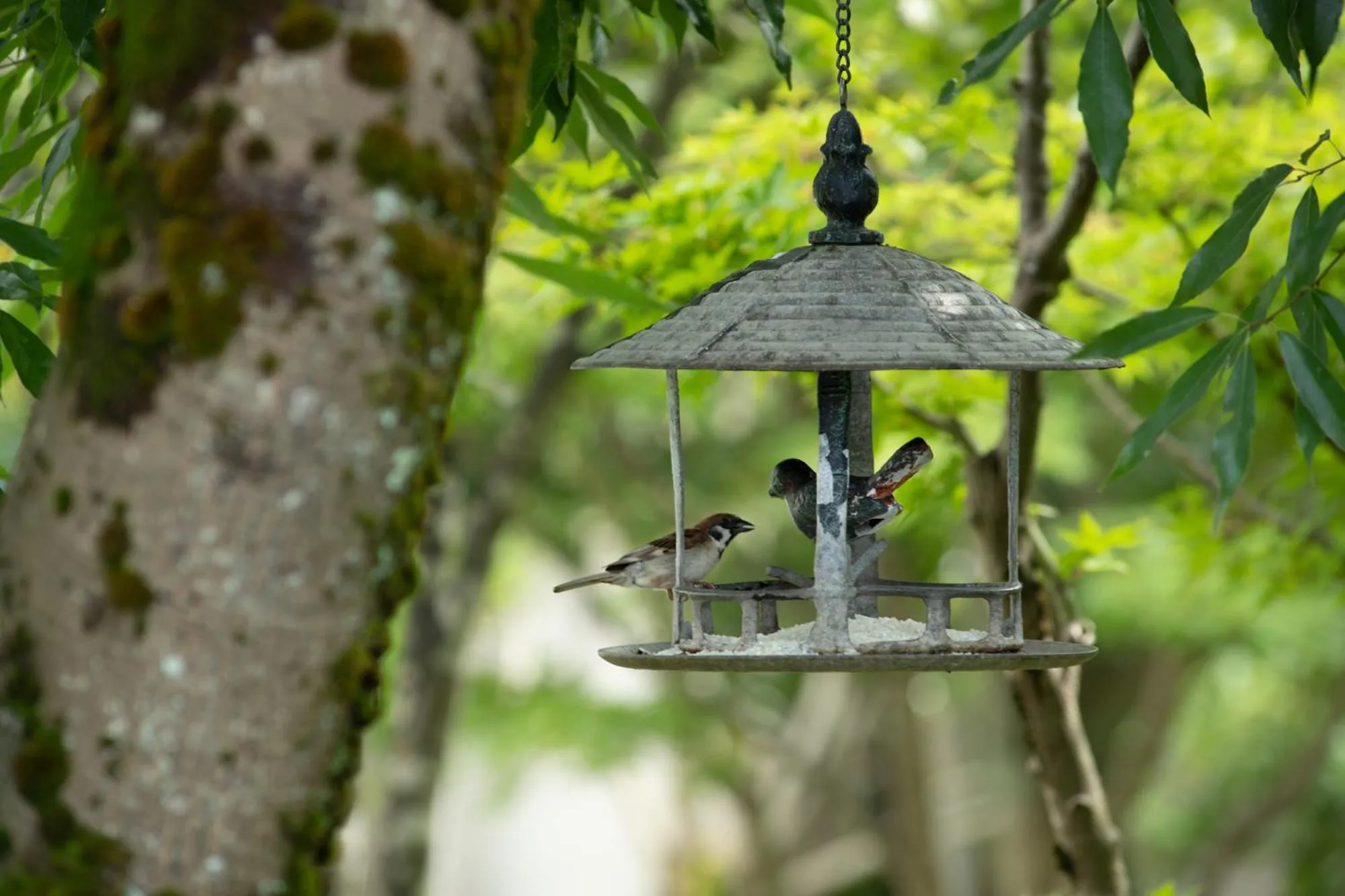 Garden in Awazuonsen Kitahachi