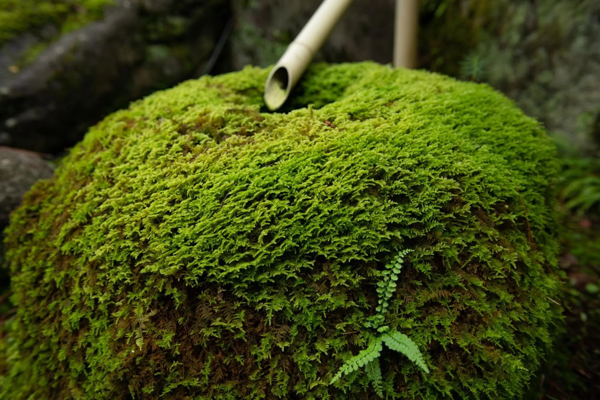 Garden in Awazuonsen Kitahachi