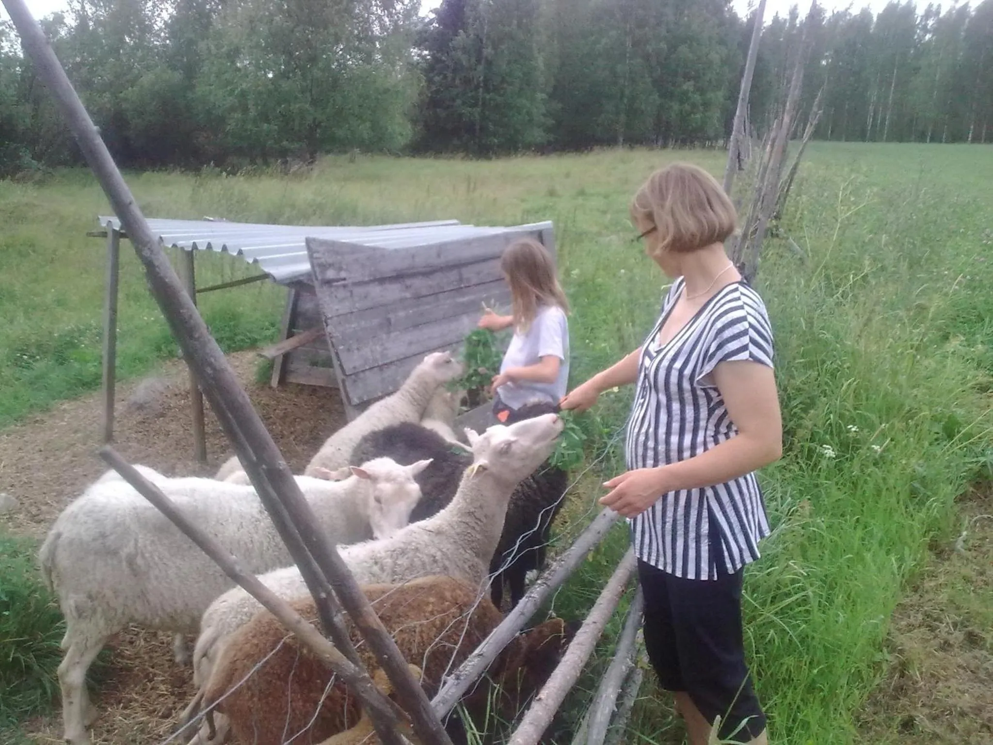 Animals in Hyvölän Talo