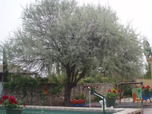 Swimming pool in Arcas de Agua
