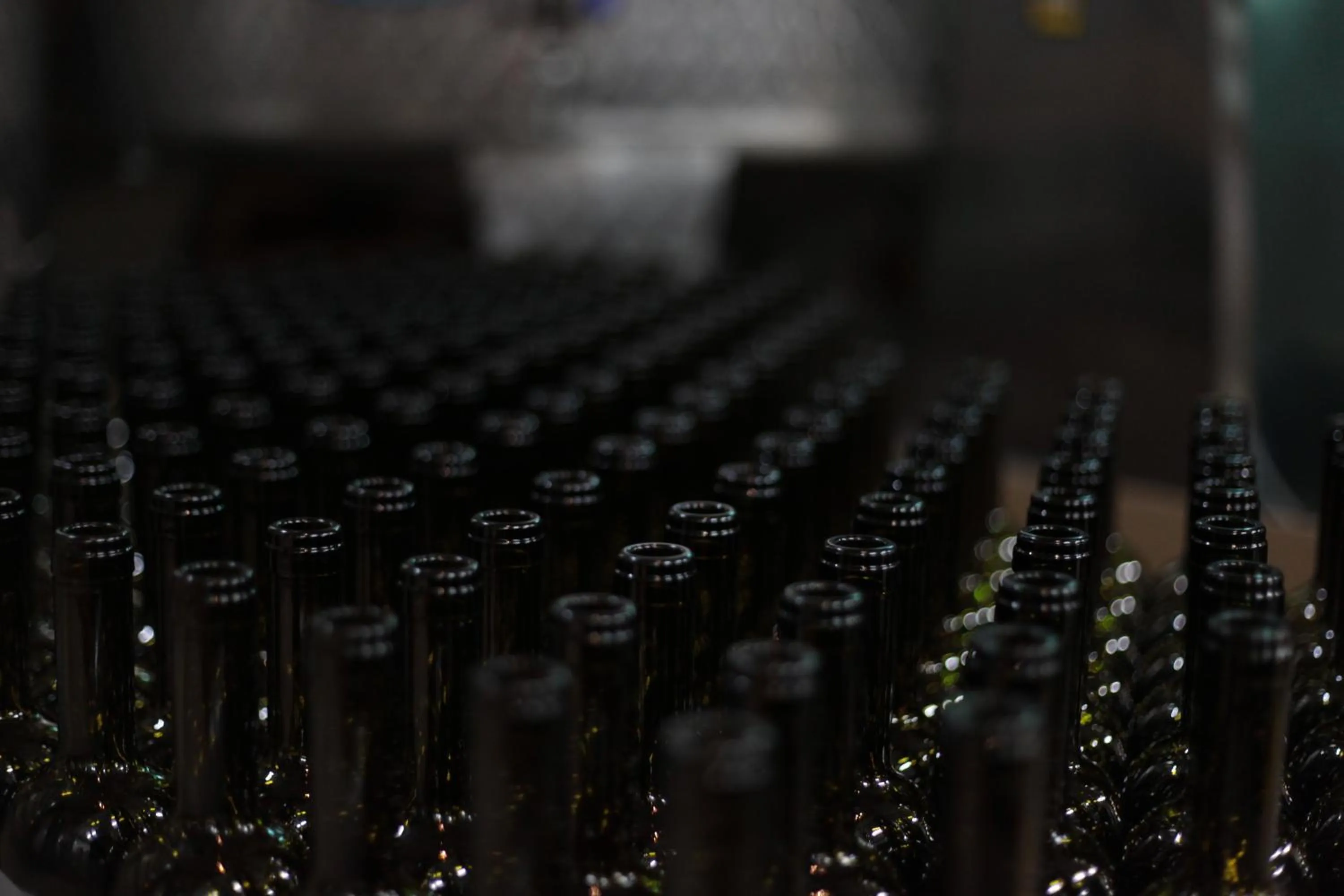 Activities in VINIFERA VINEYARDS HOTEL