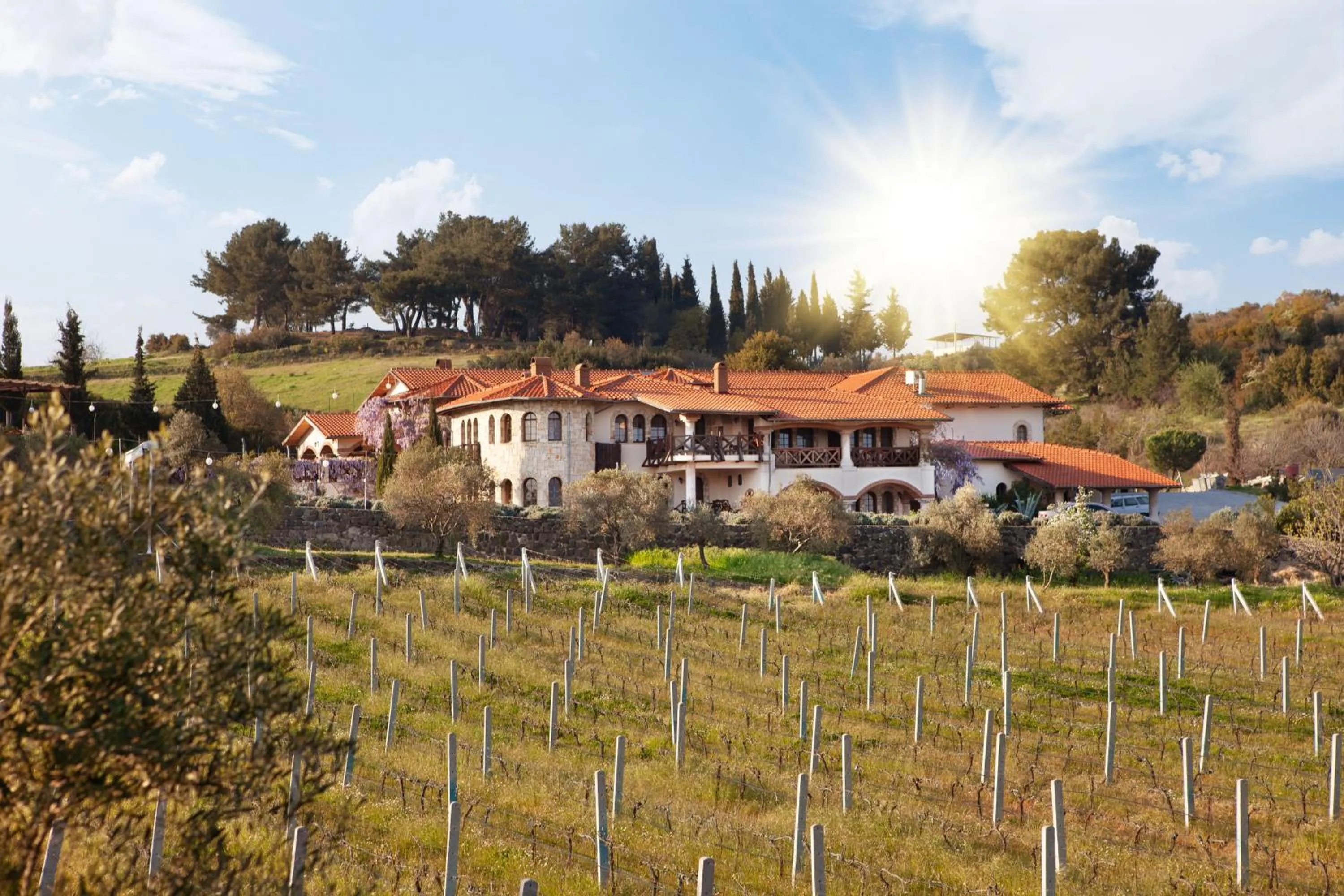 Property building in VINIFERA VINEYARDS HOTEL