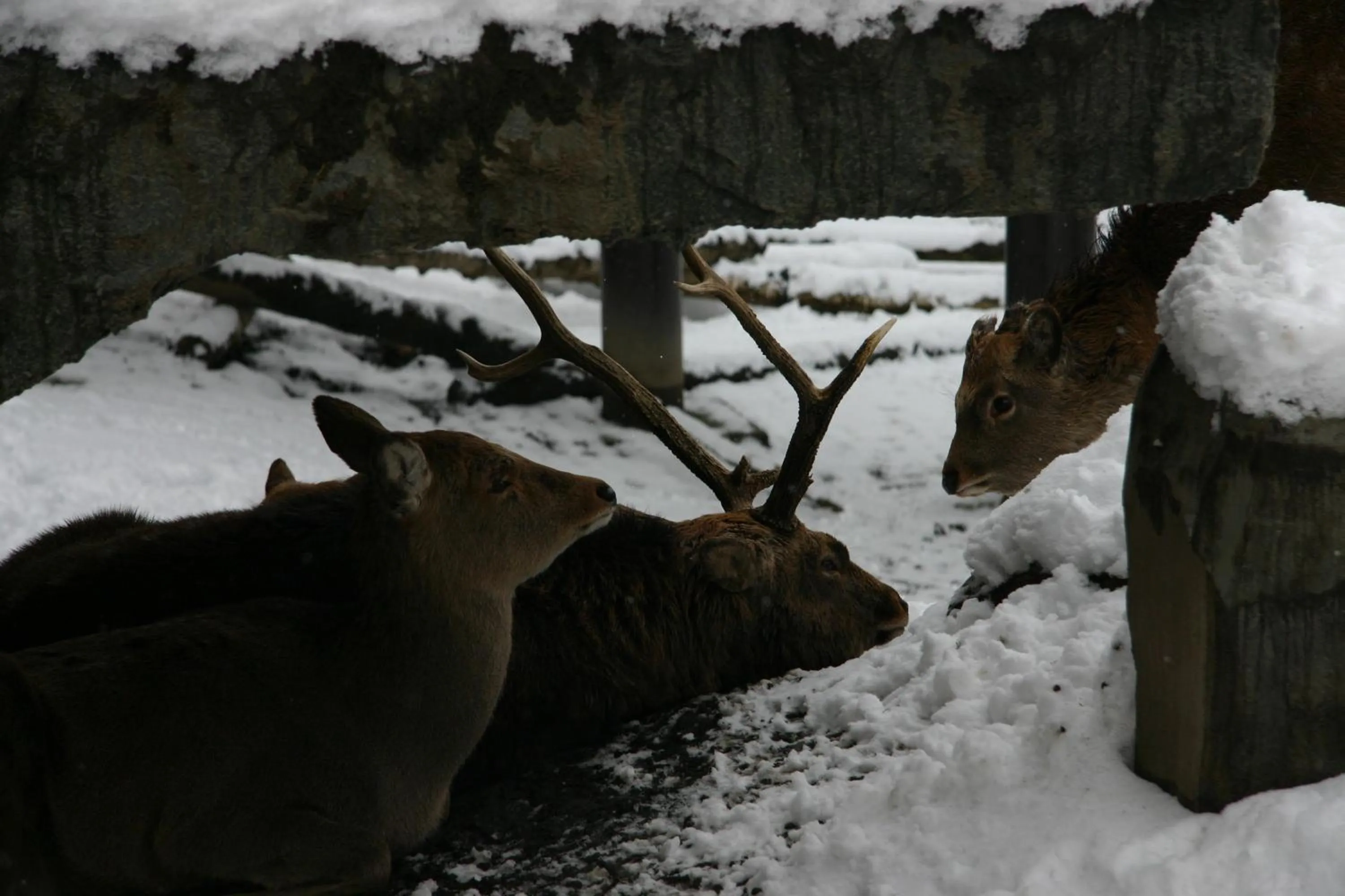 Nearby landmark in 9 C Hotel Asahikawa