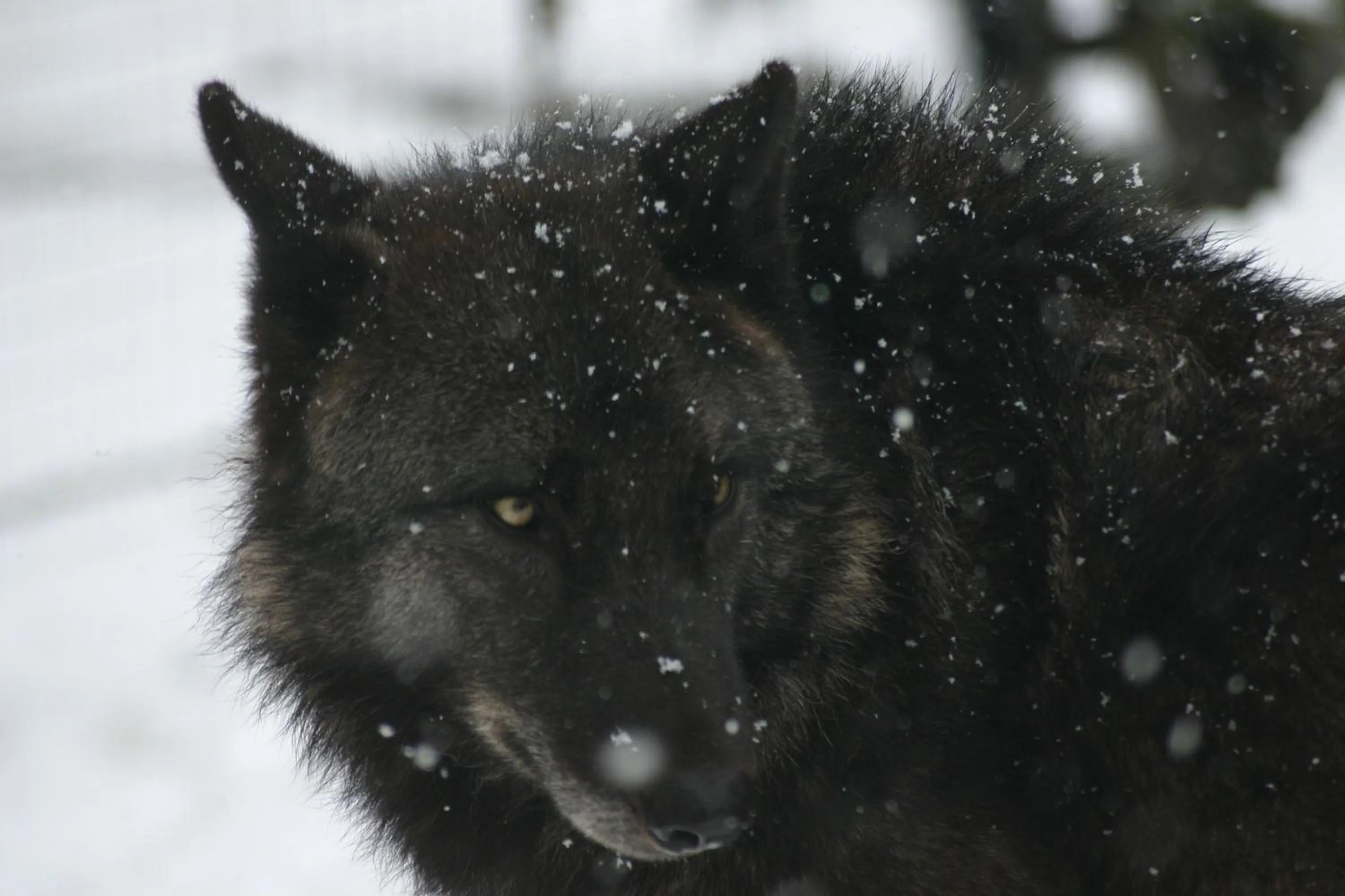 Animals in 9 C Hotel Asahikawa