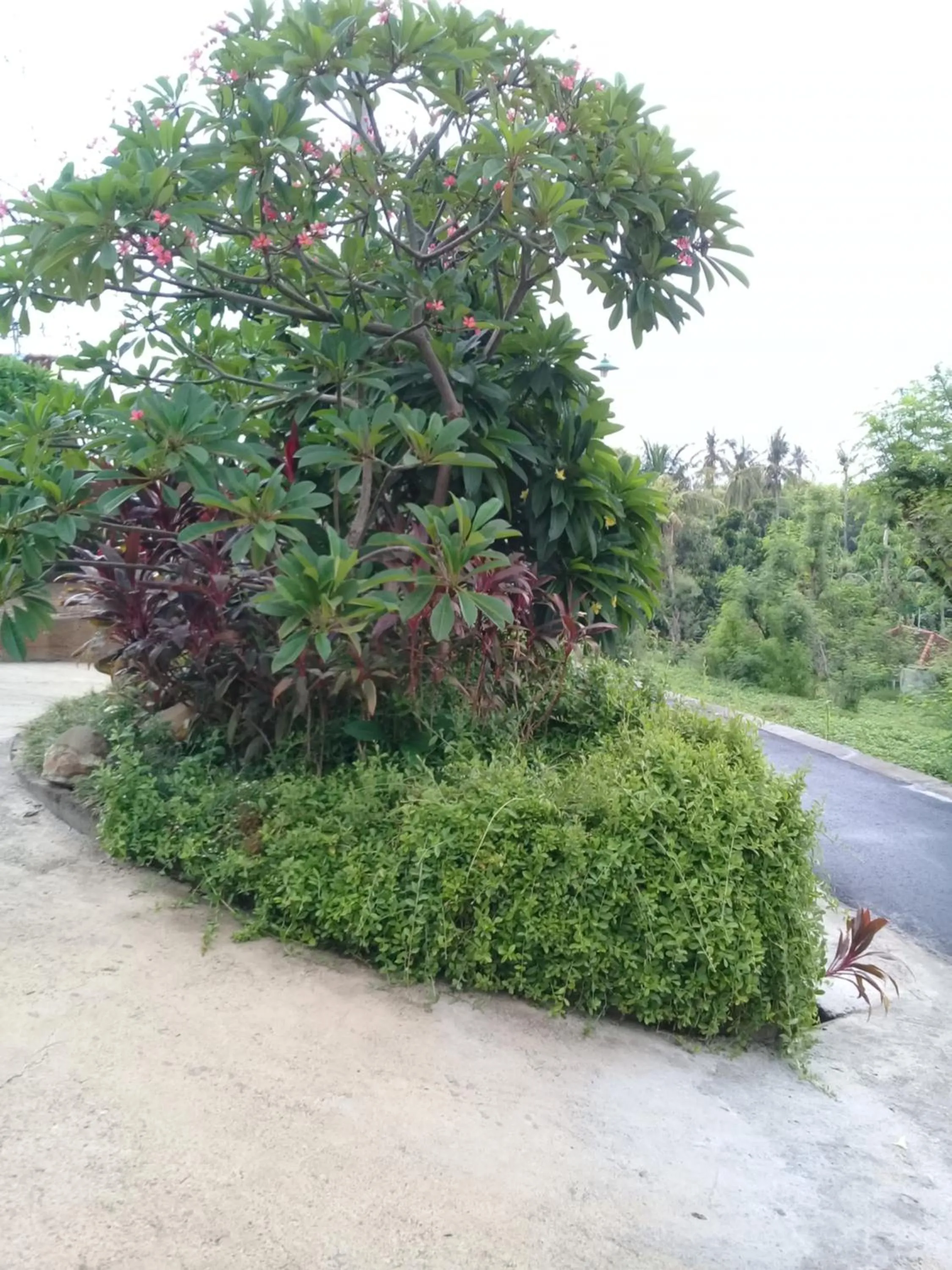 Garden in Eliska Sari Bungalows Sumberkima