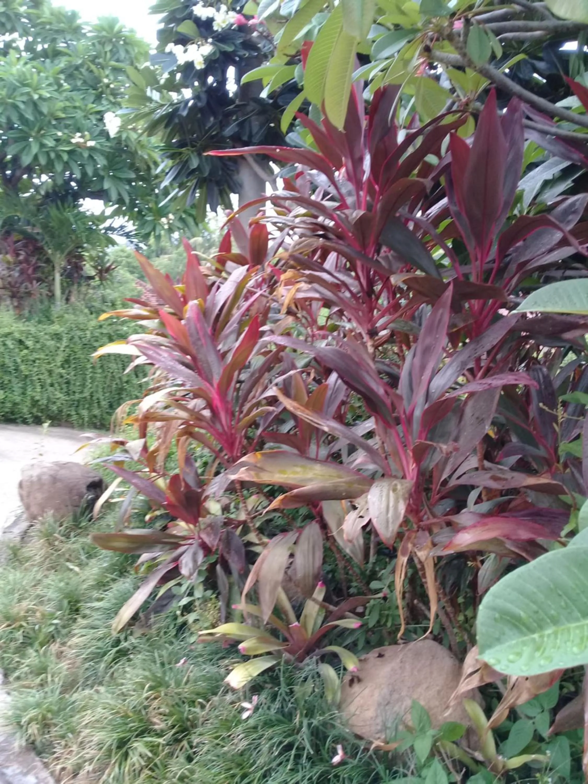 Garden in Eliska Sari Bungalows Sumberkima