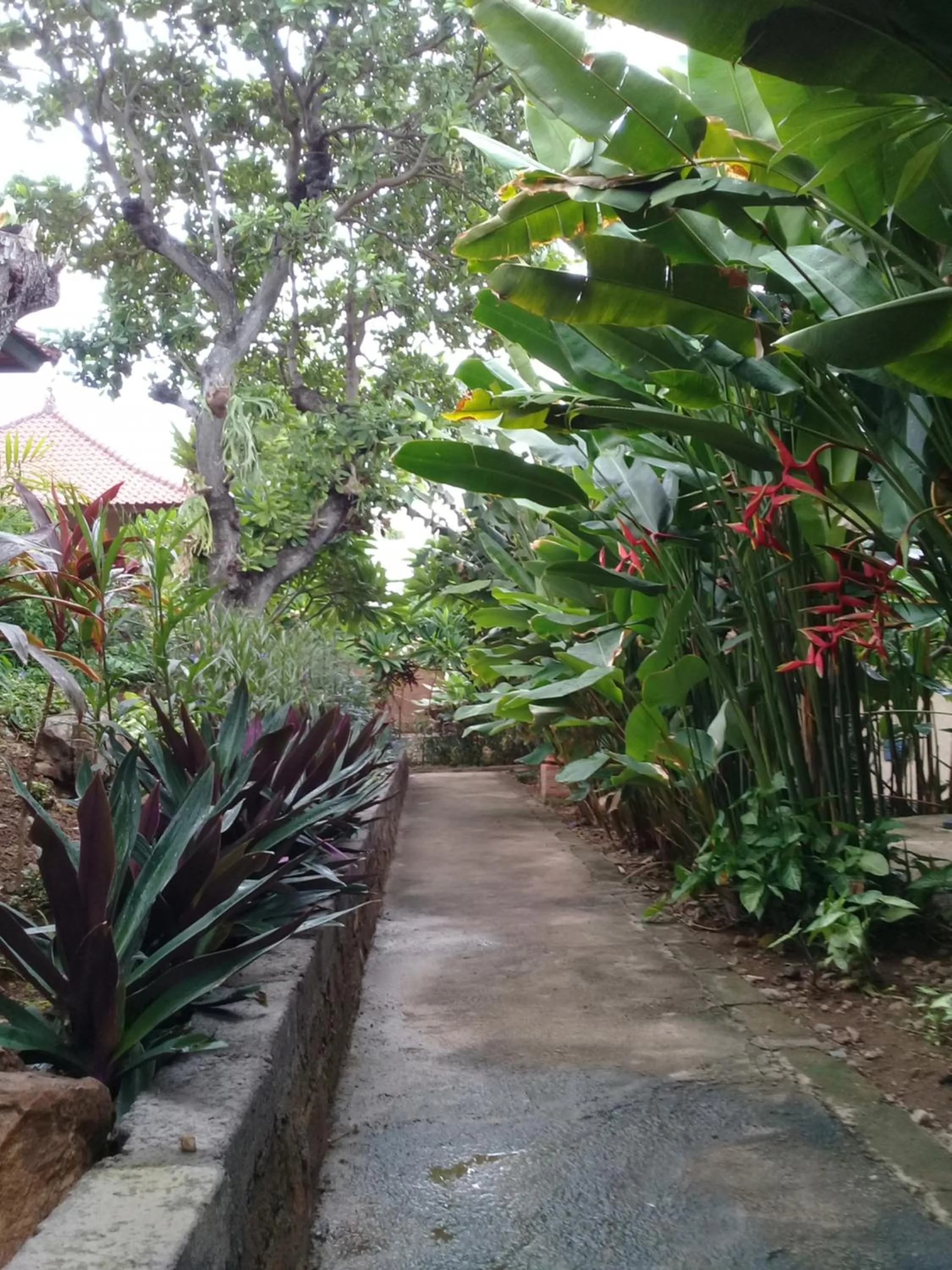Garden in Eliska Sari Bungalows Sumberkima