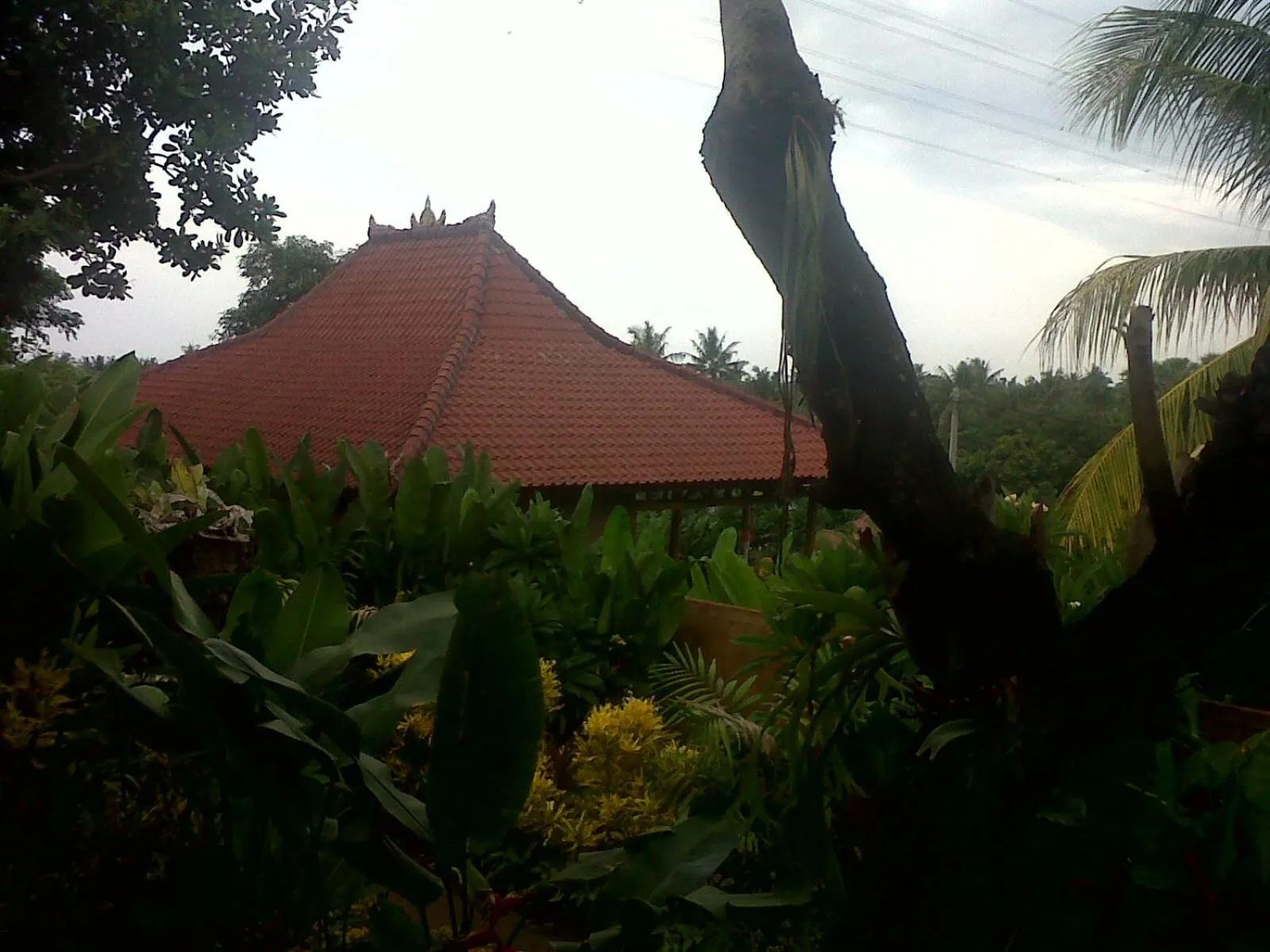 Garden view in Eliska Sari Bungalows Sumberkima