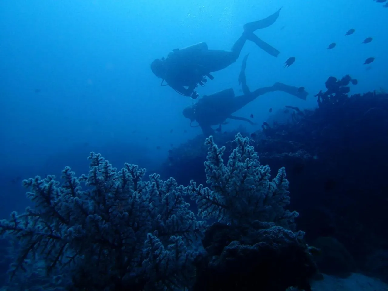 Diving in Eliska Sari Bungalows Sumberkima