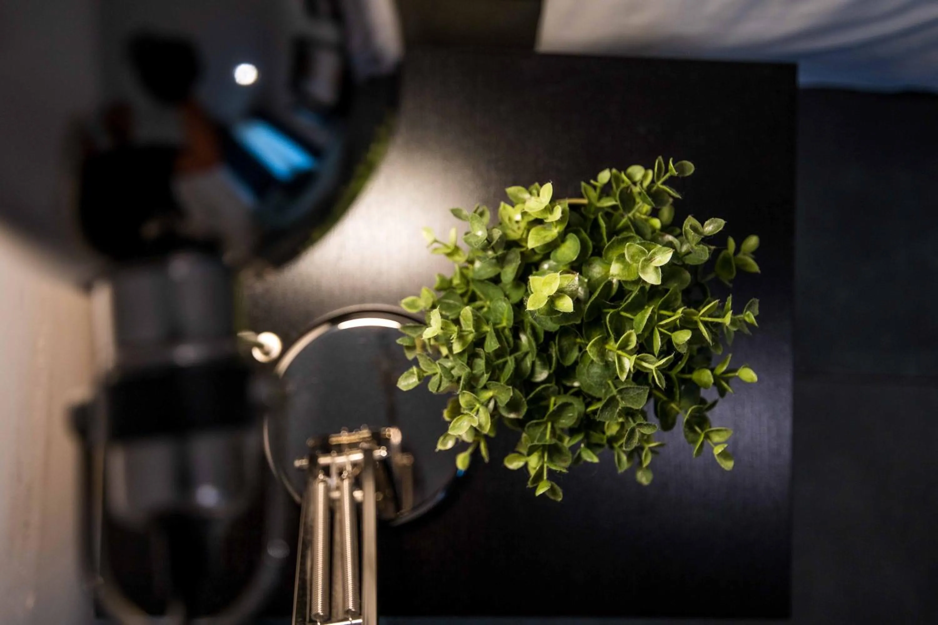 Decorative detail in Quattro Briganti