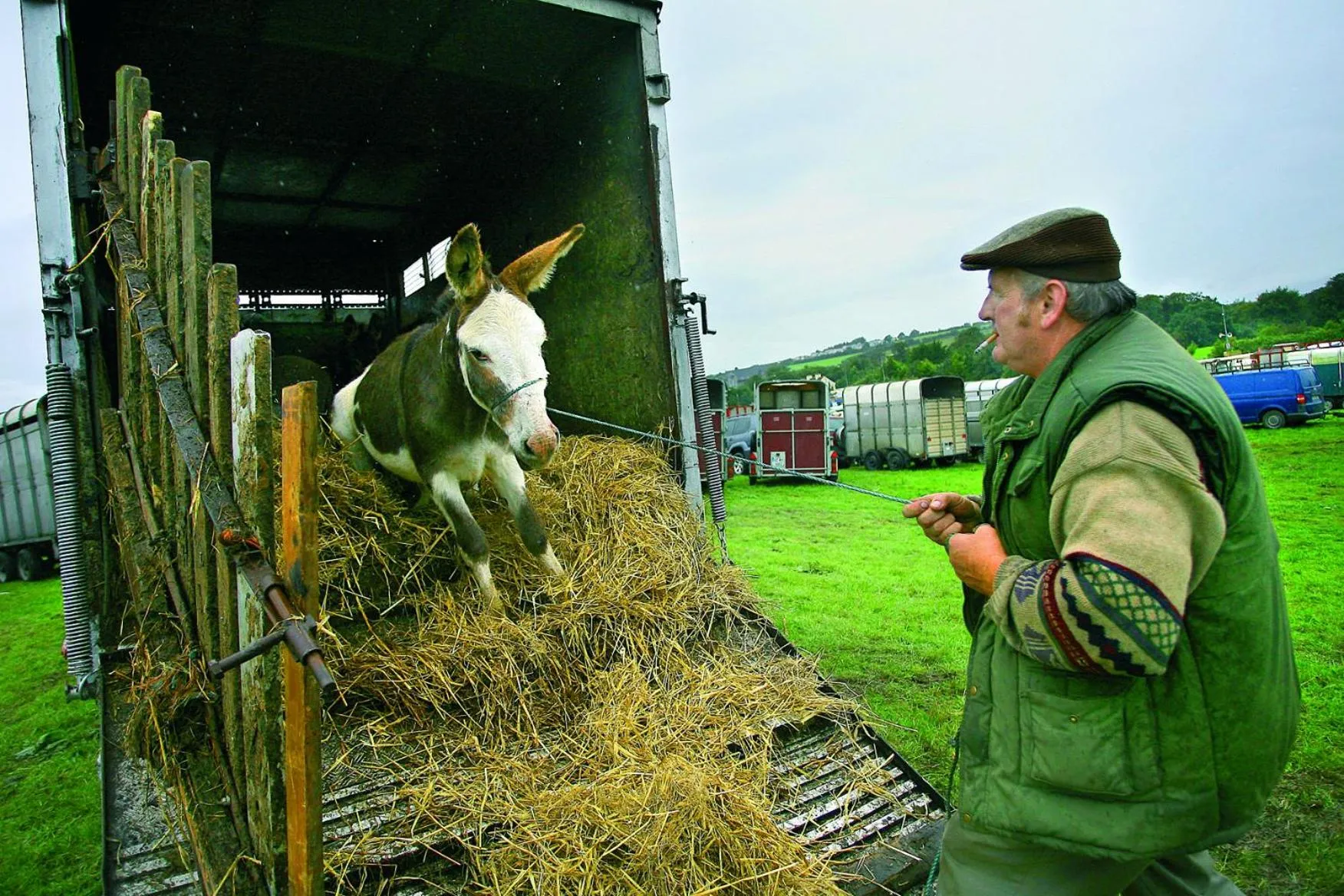 Animals in River Island Hotel