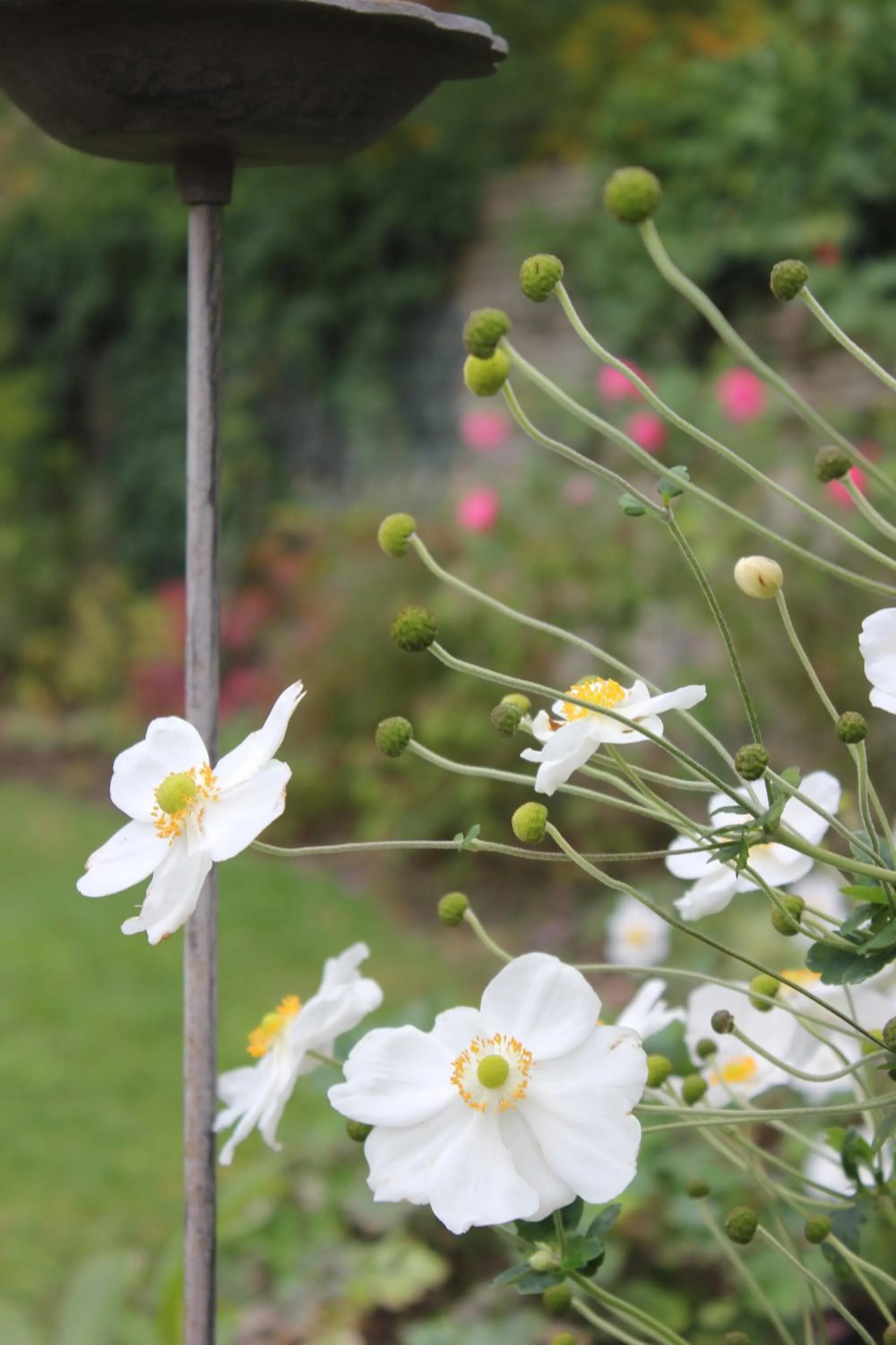 Garden in Le Chemin du Village