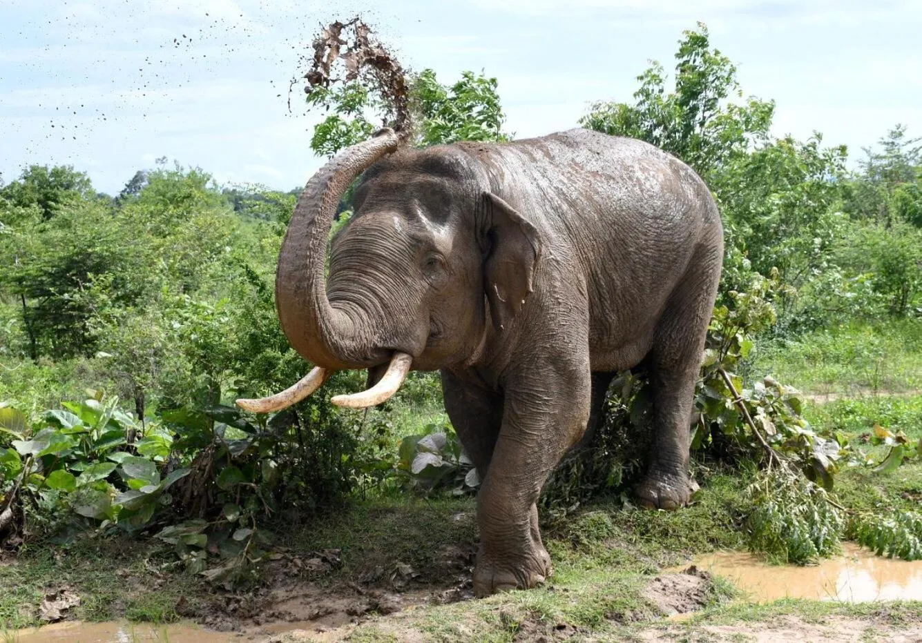 Natural landscape in Avian Garden Udawalawe