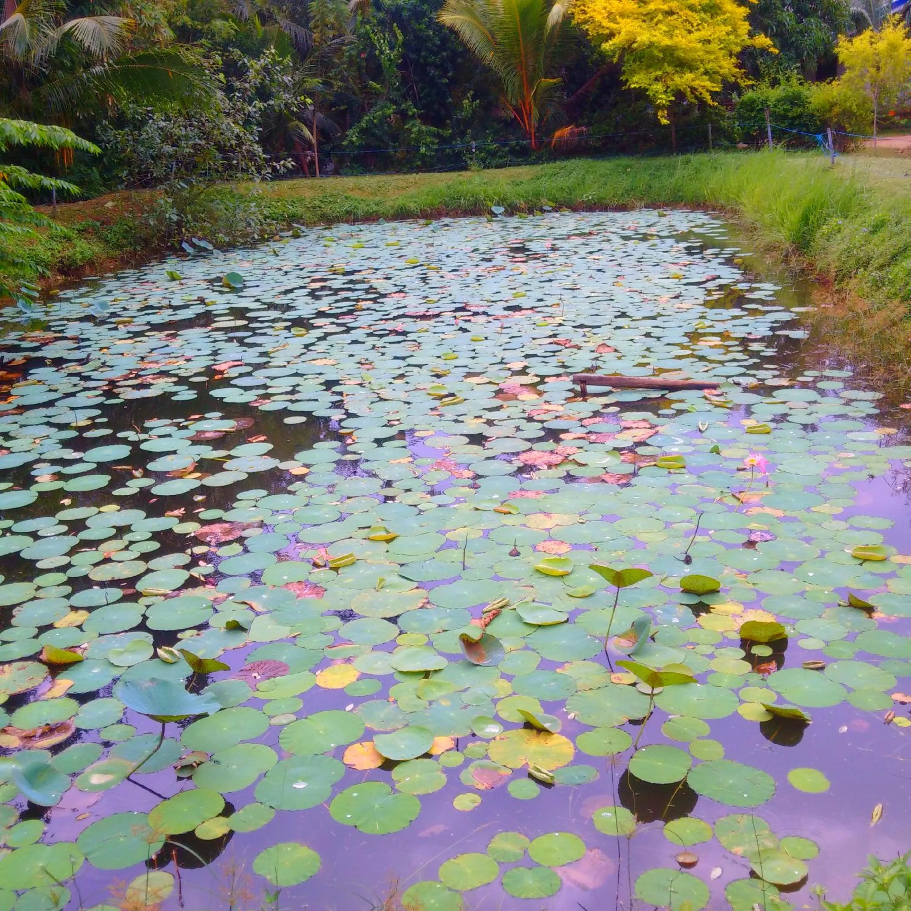 Natural landscape in Avian Garden Udawalawe