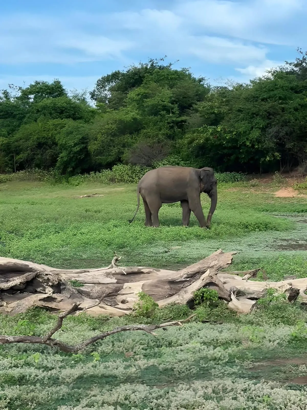 Natural landscape in Avian Garden Udawalawe
