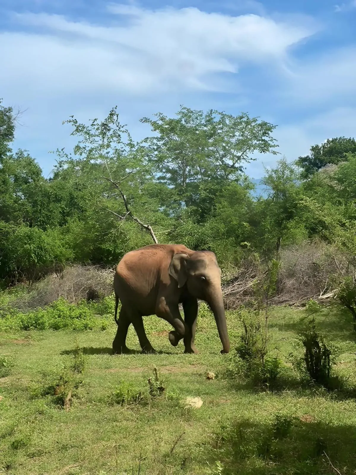 Natural landscape in Avian Garden Udawalawe