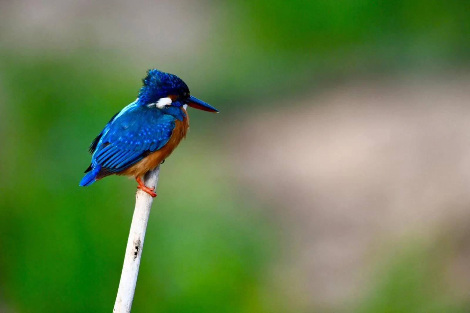 View (from property/room) in Avian Garden Udawalawe