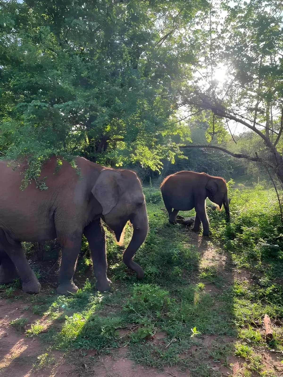 Natural landscape in Avian Garden Udawalawe