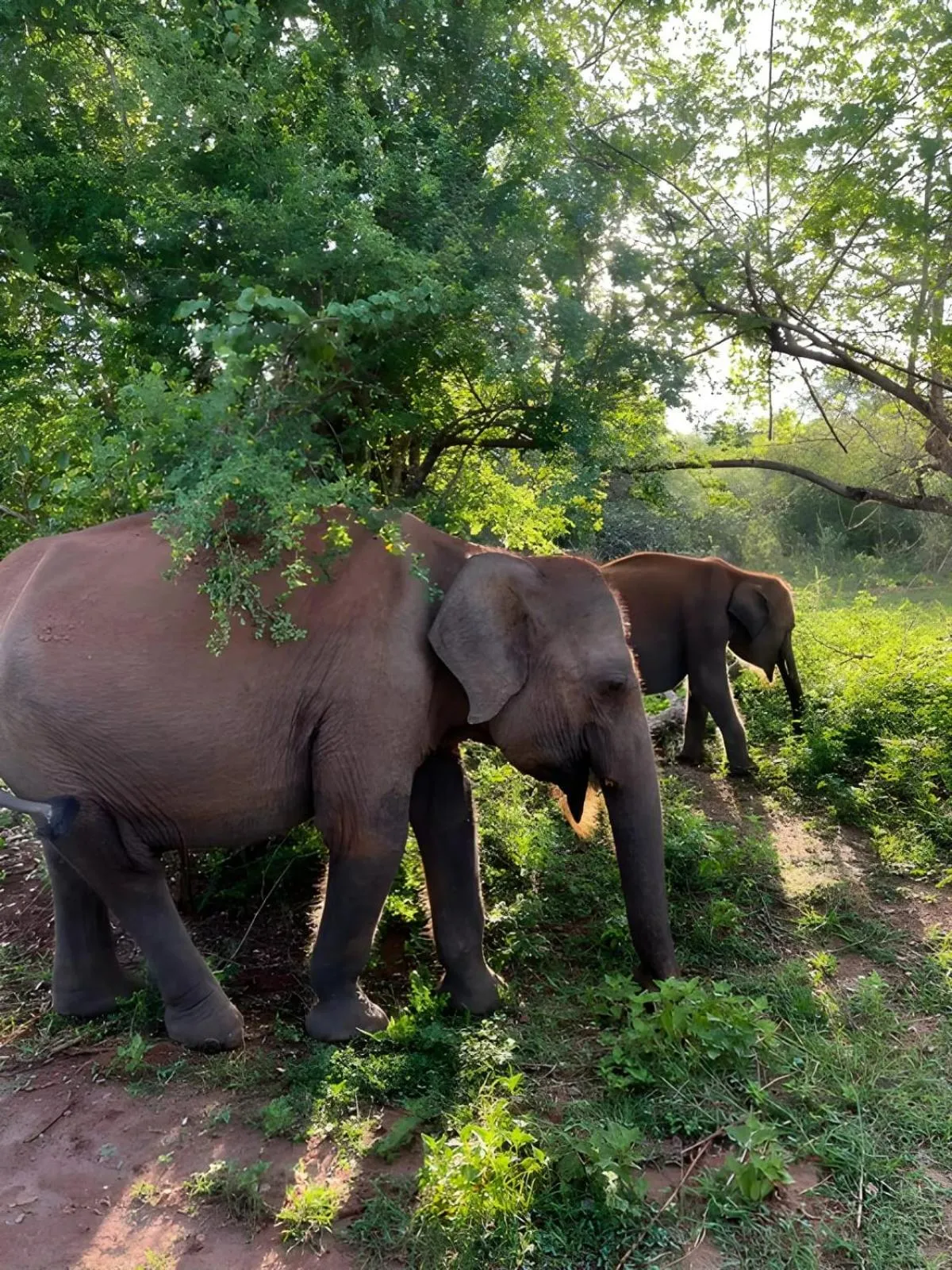 Natural landscape in Avian Garden Udawalawe