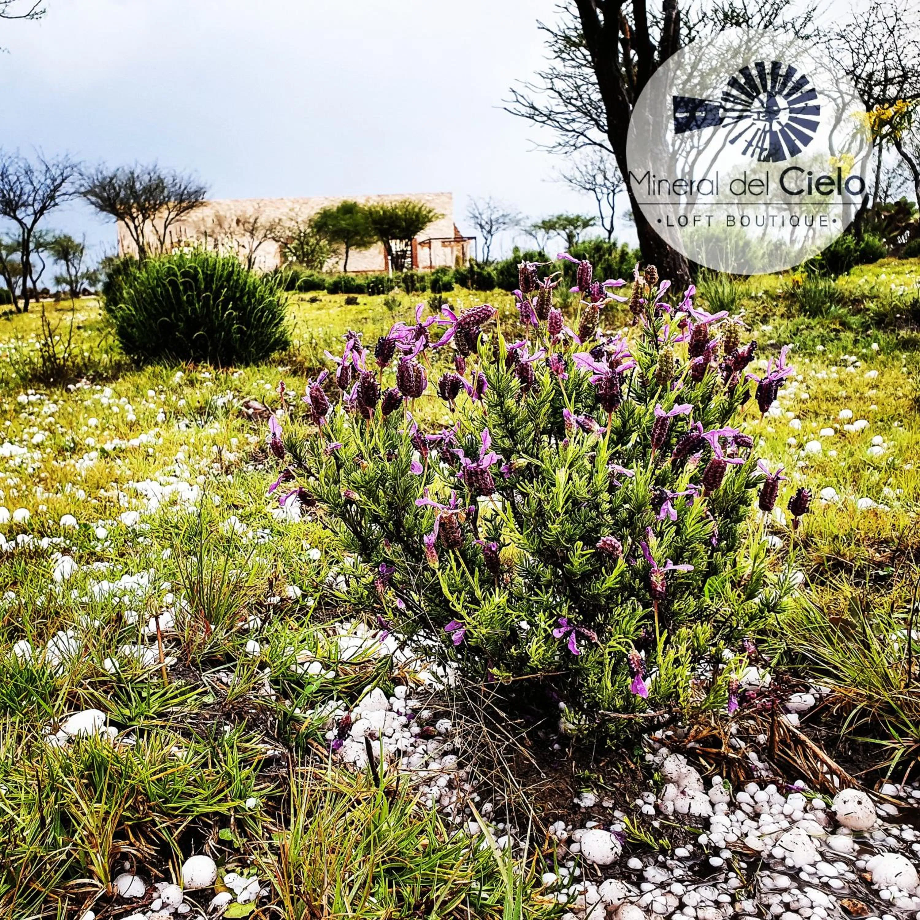 Garden in Mineral del Cielo