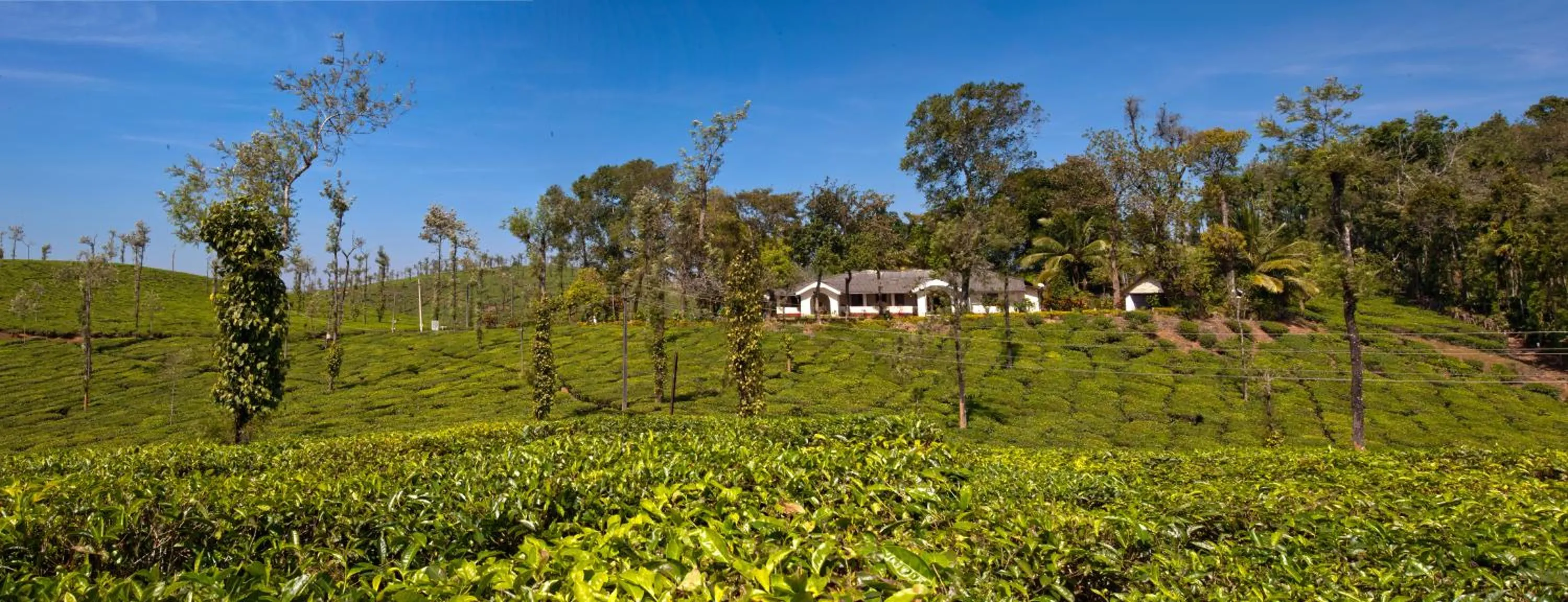 Natural landscape in Ama Plantation Trails Coorg