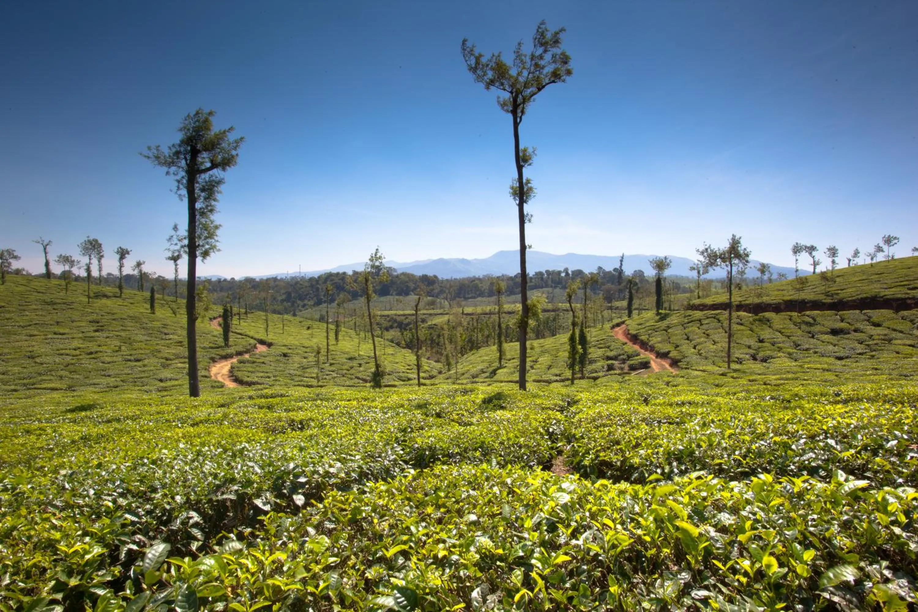 Natural landscape in Ama Plantation Trails Coorg