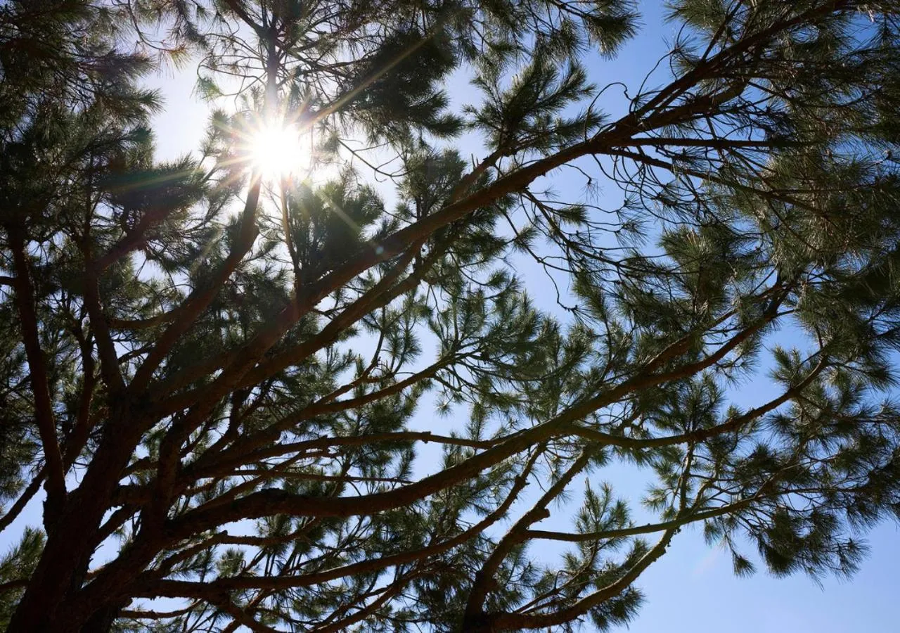 Garden in Octant Praia Verde