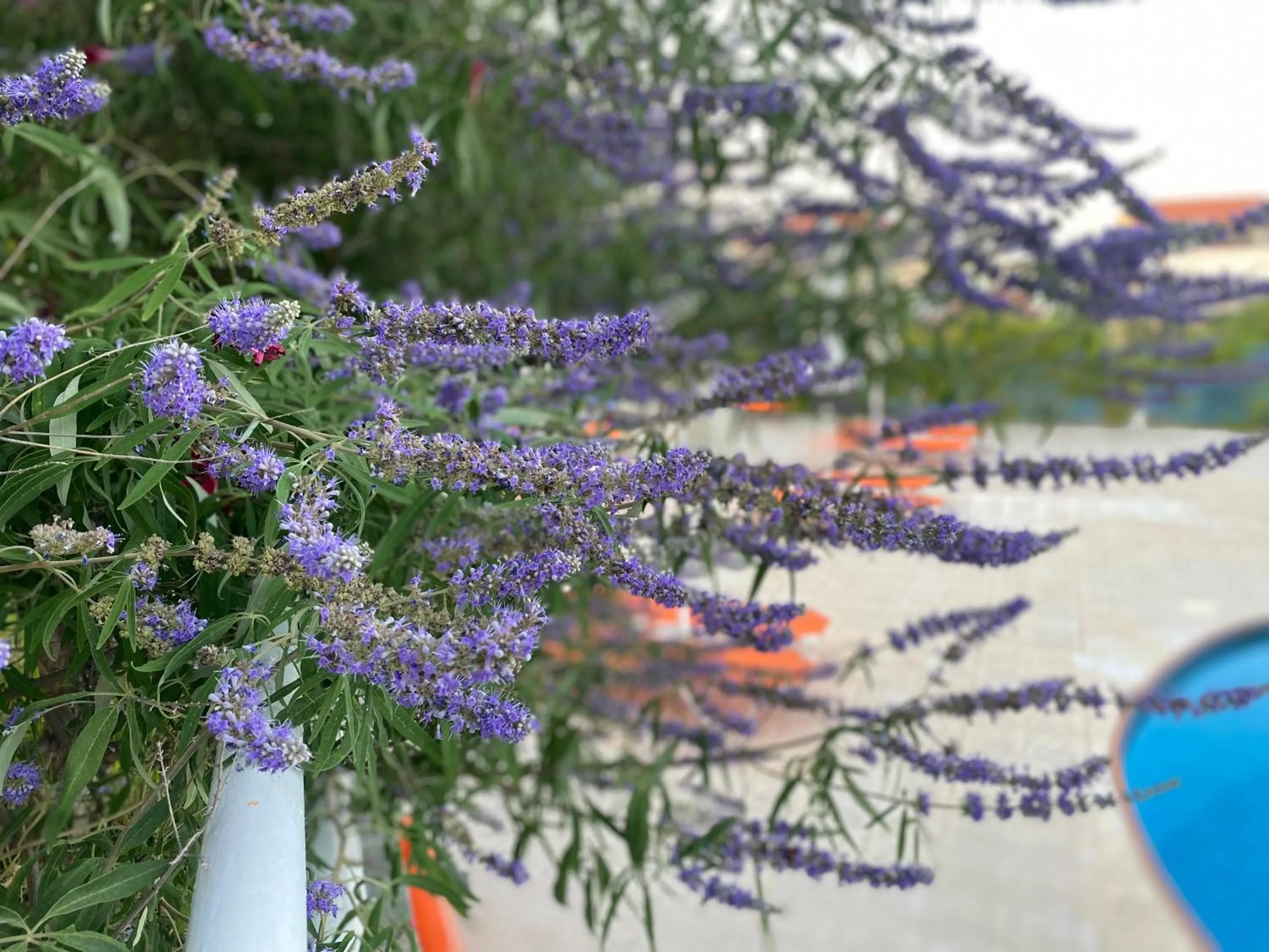 Garden in Pantheon Apartments & Studios