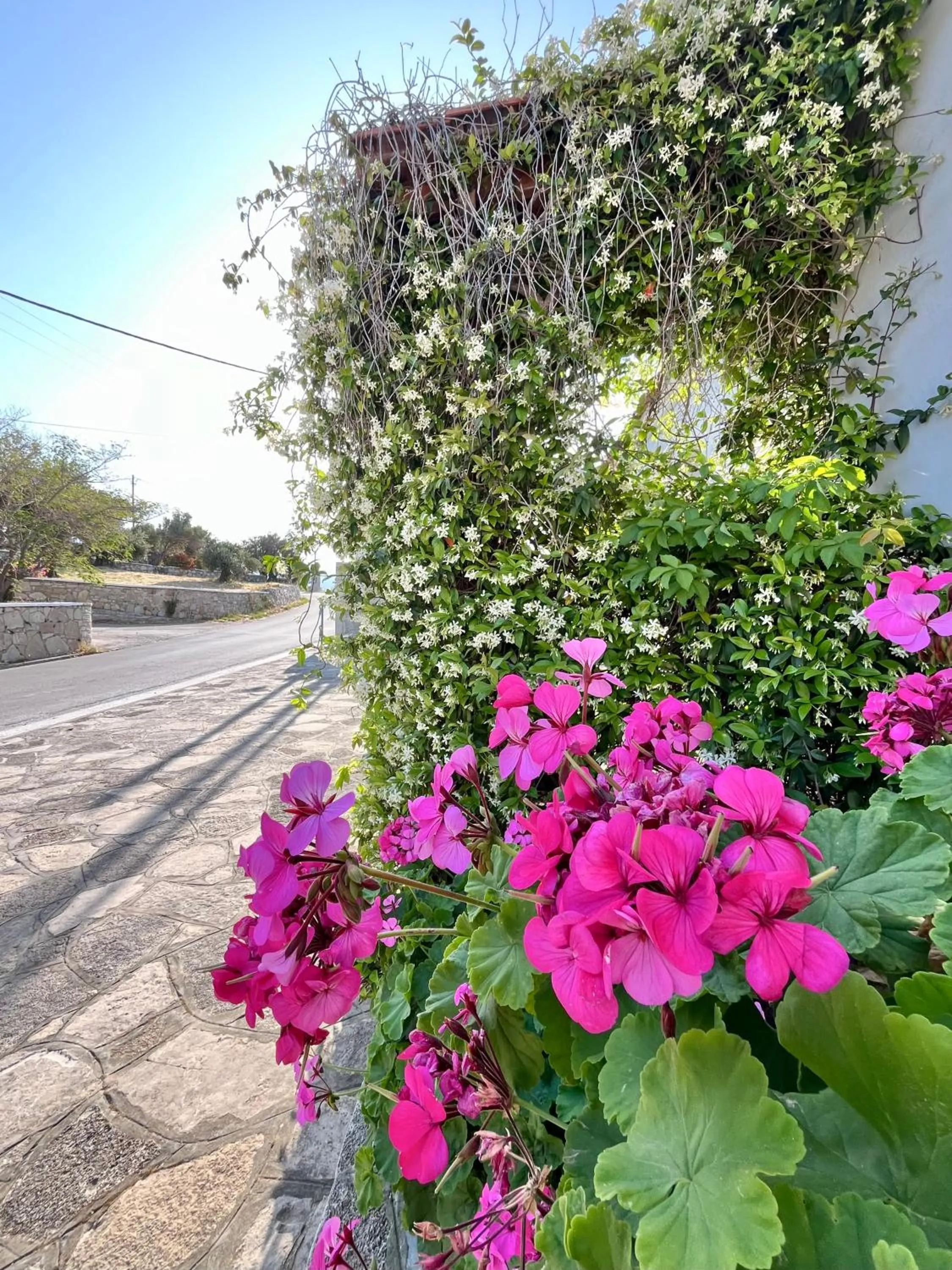 Garden in Pantheon Apartments & Studios