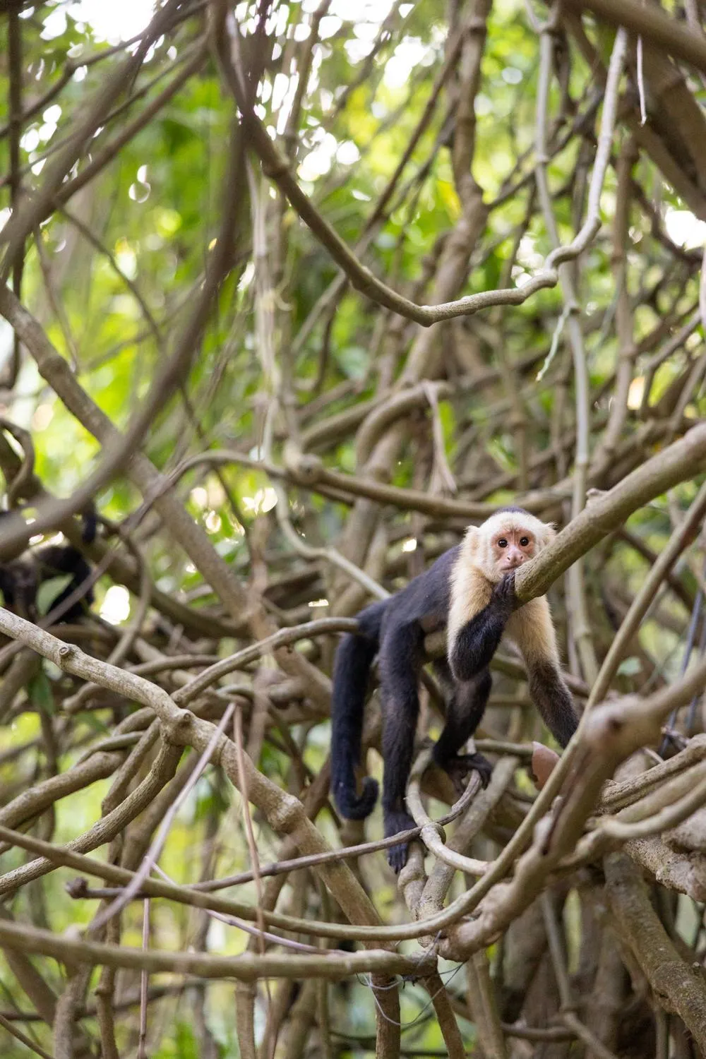 Natural landscape in Hotel Nya