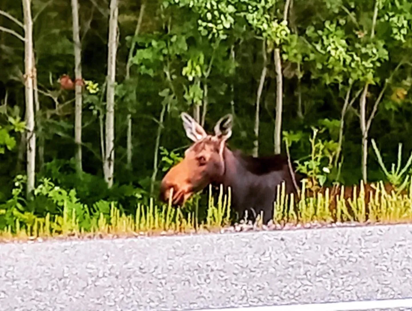 Day in Blue Spruce Bed and Breakfast Muskoka