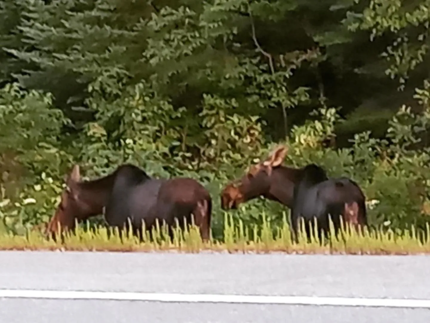 Day in Blue Spruce Bed and Breakfast Muskoka