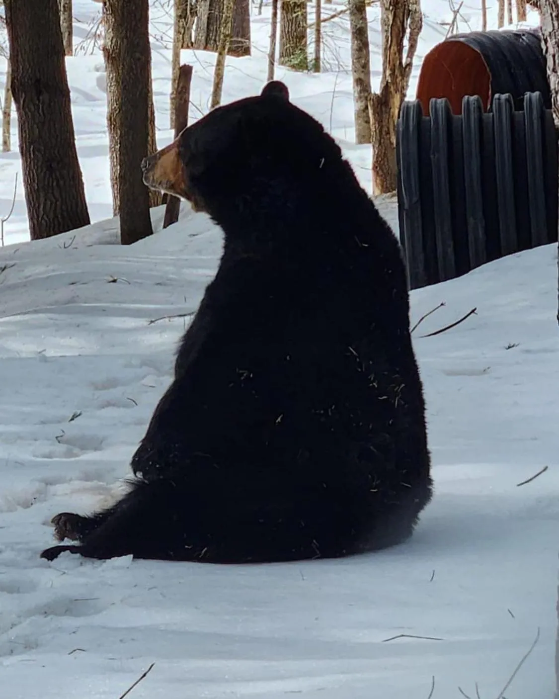 Winter in Blue Spruce Bed and Breakfast Muskoka
