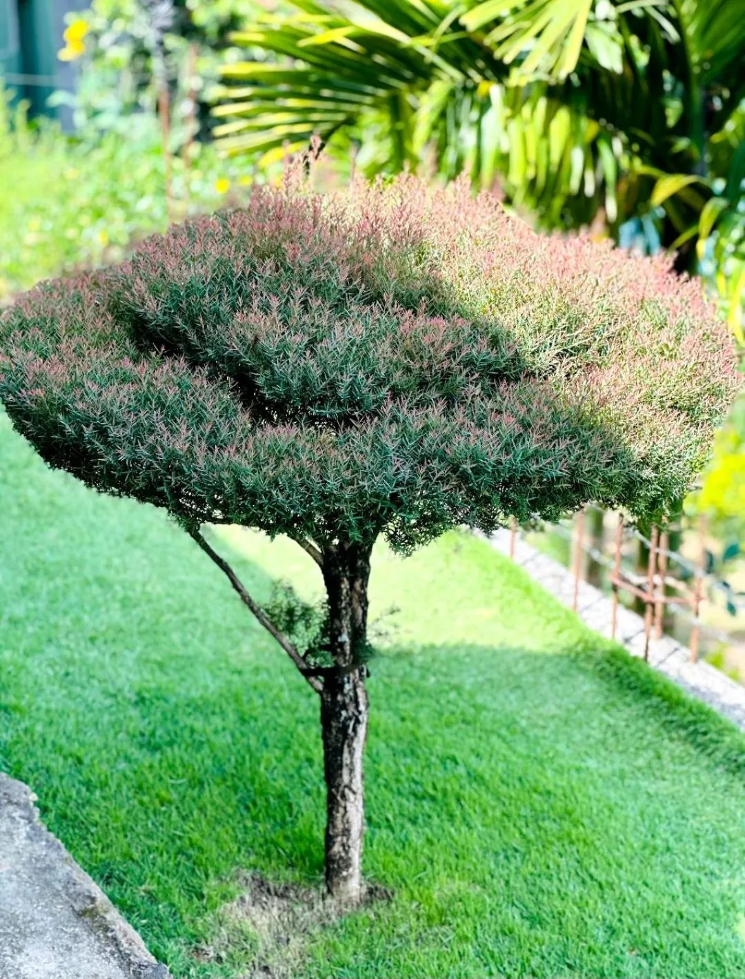 Garden in Two Rock Vista