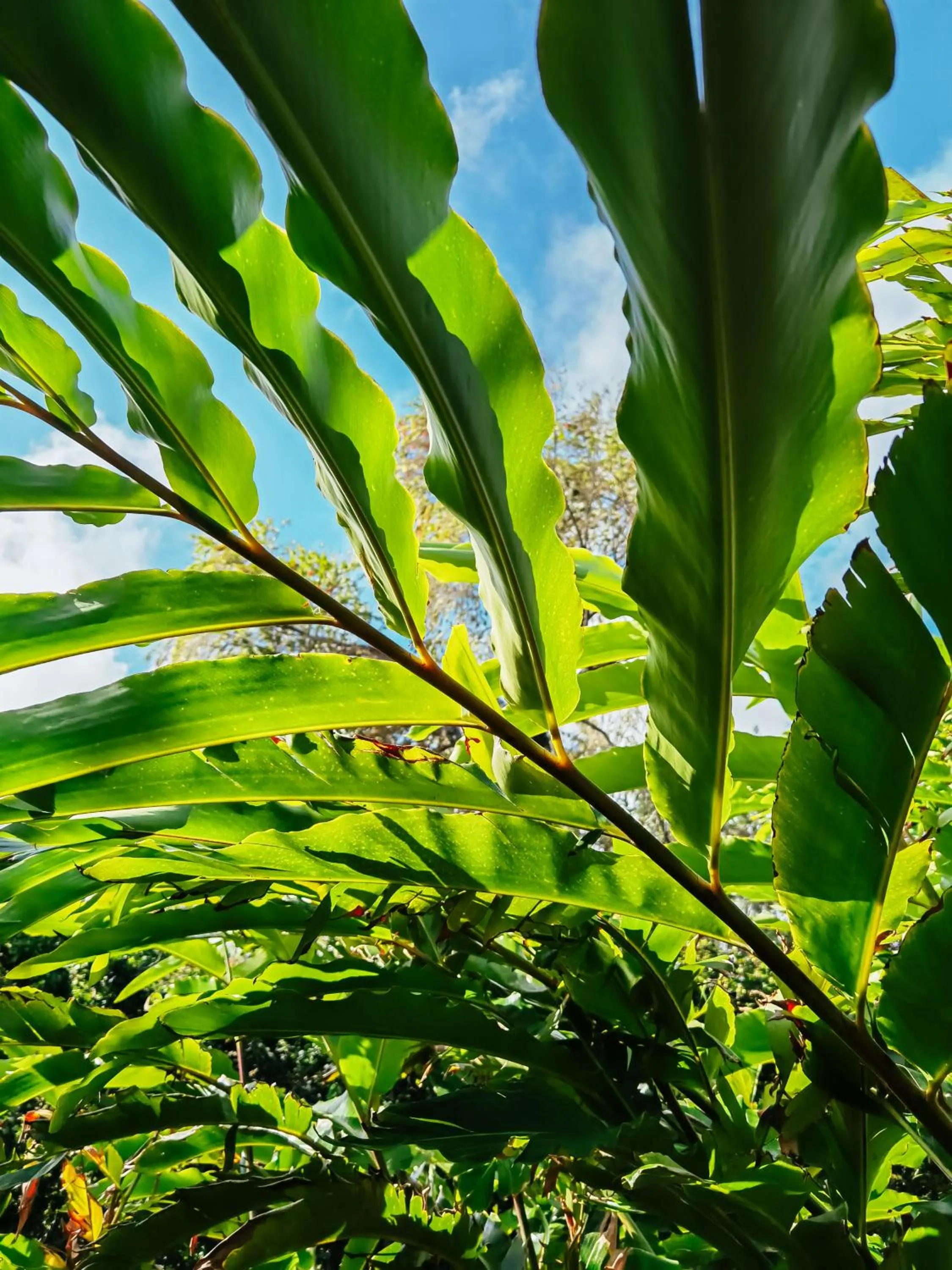 Garden in Kaz'alala Hosted B&B