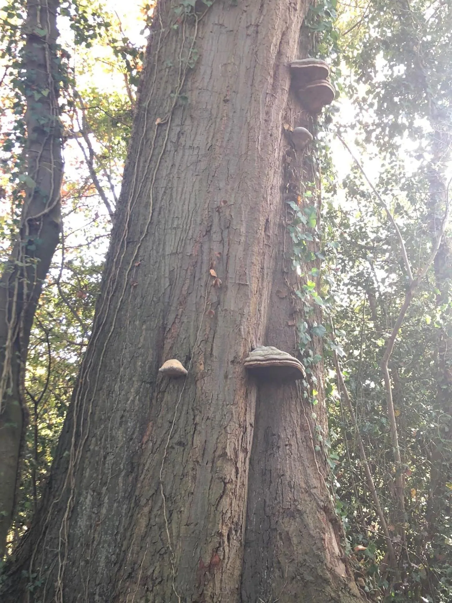 Kasteel B&B Sint-Bartel