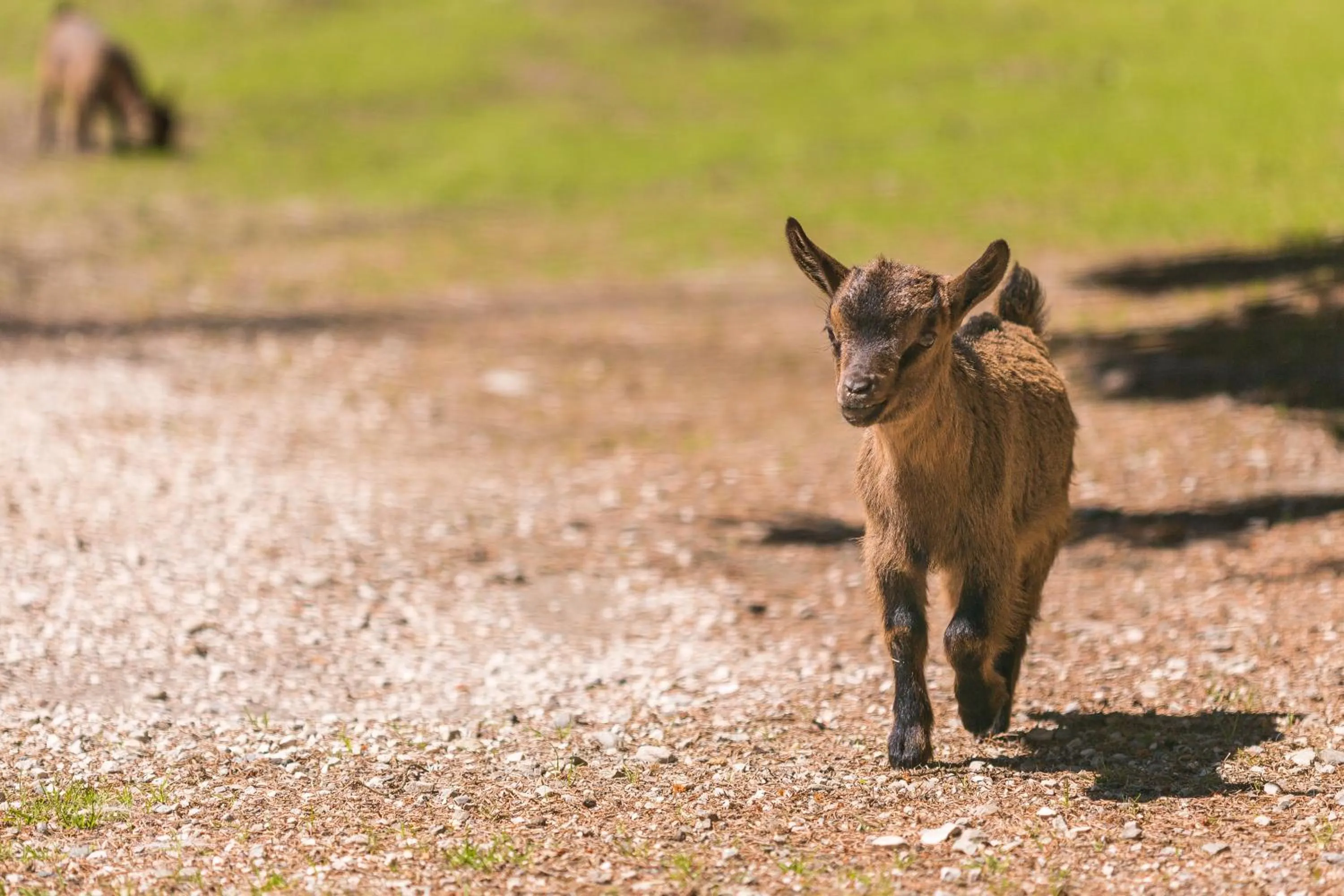 Animals in Camping Olympia