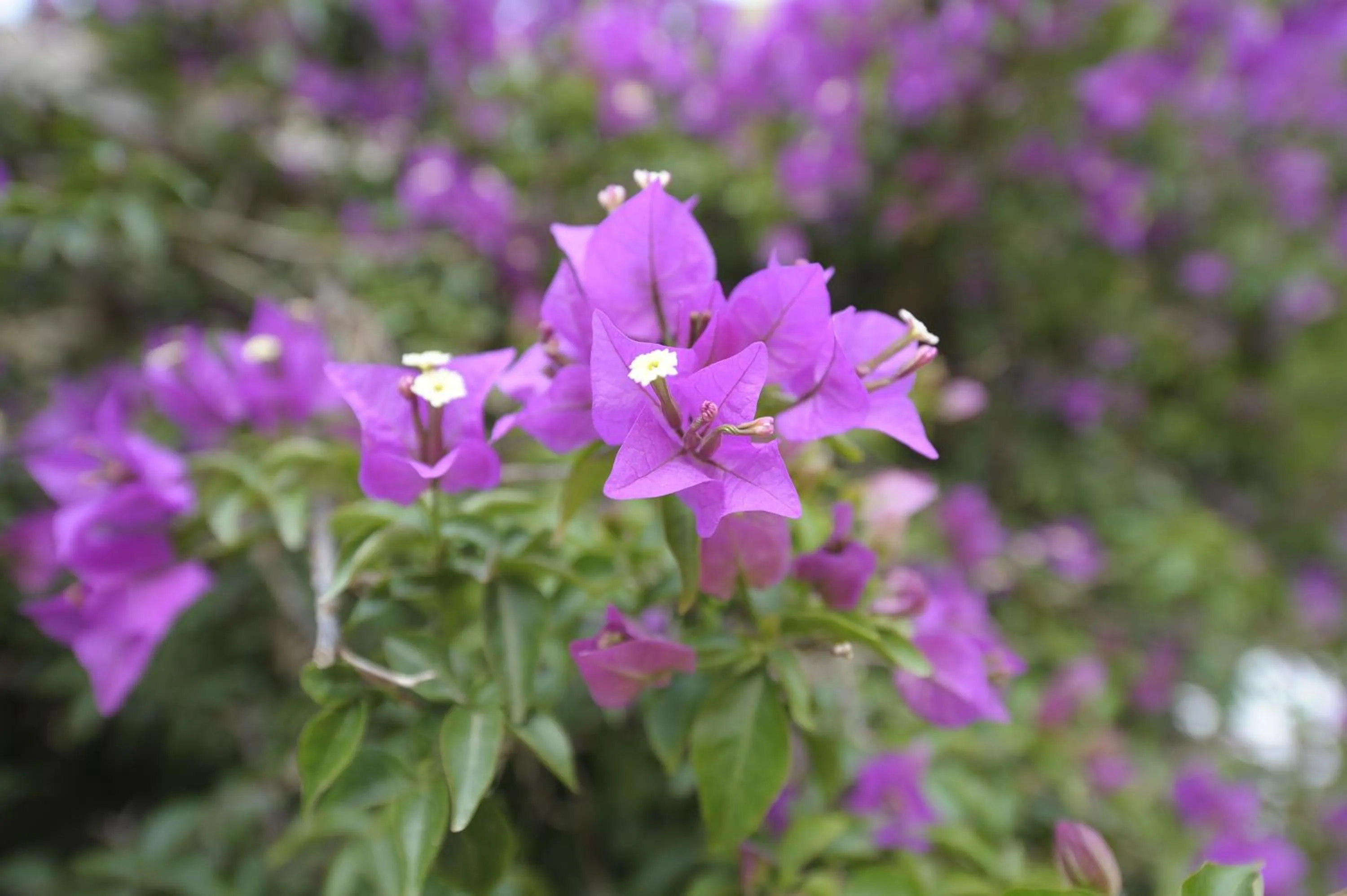 Other in Miramare Residence