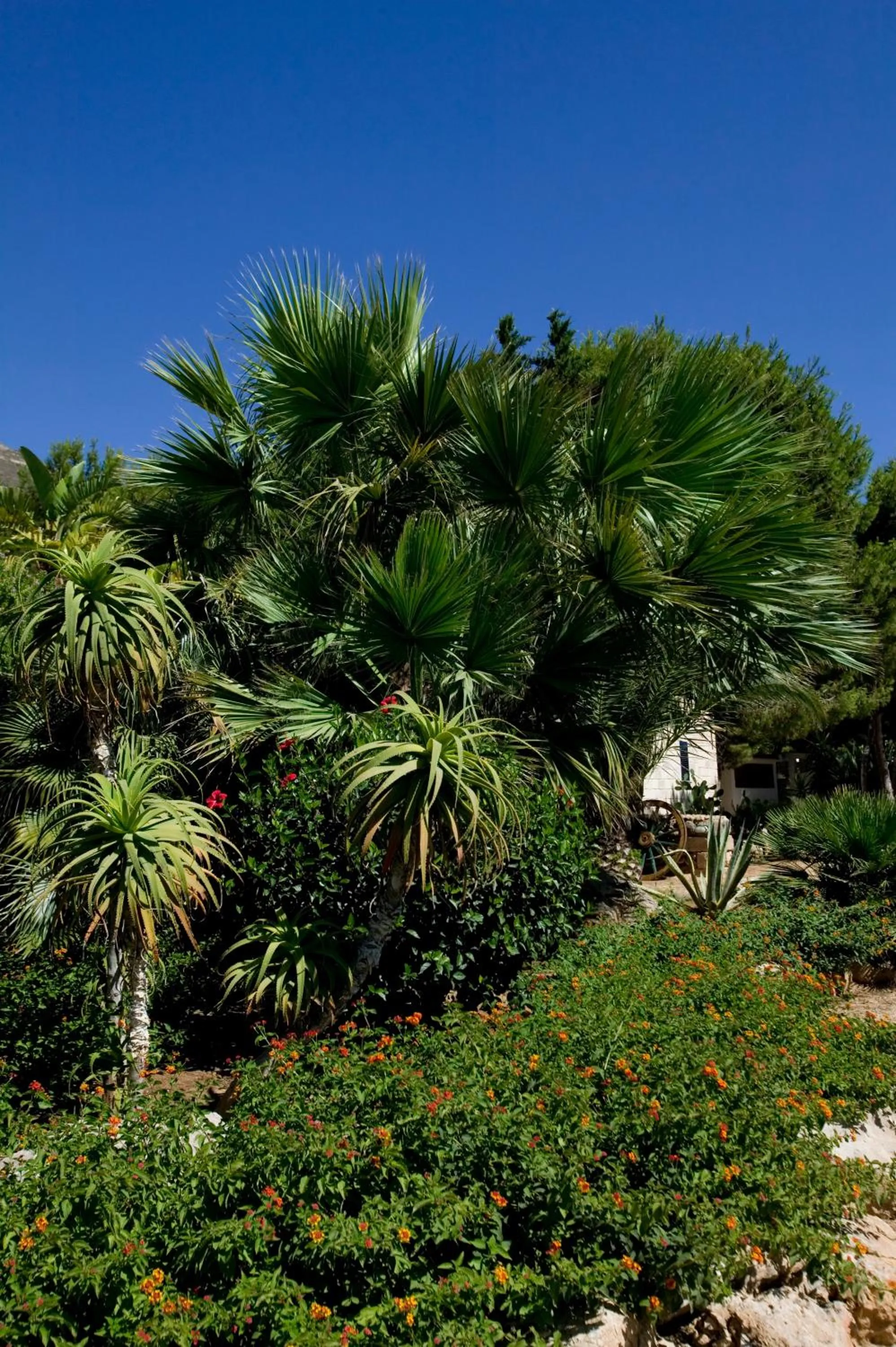Garden in Miramare Residence
