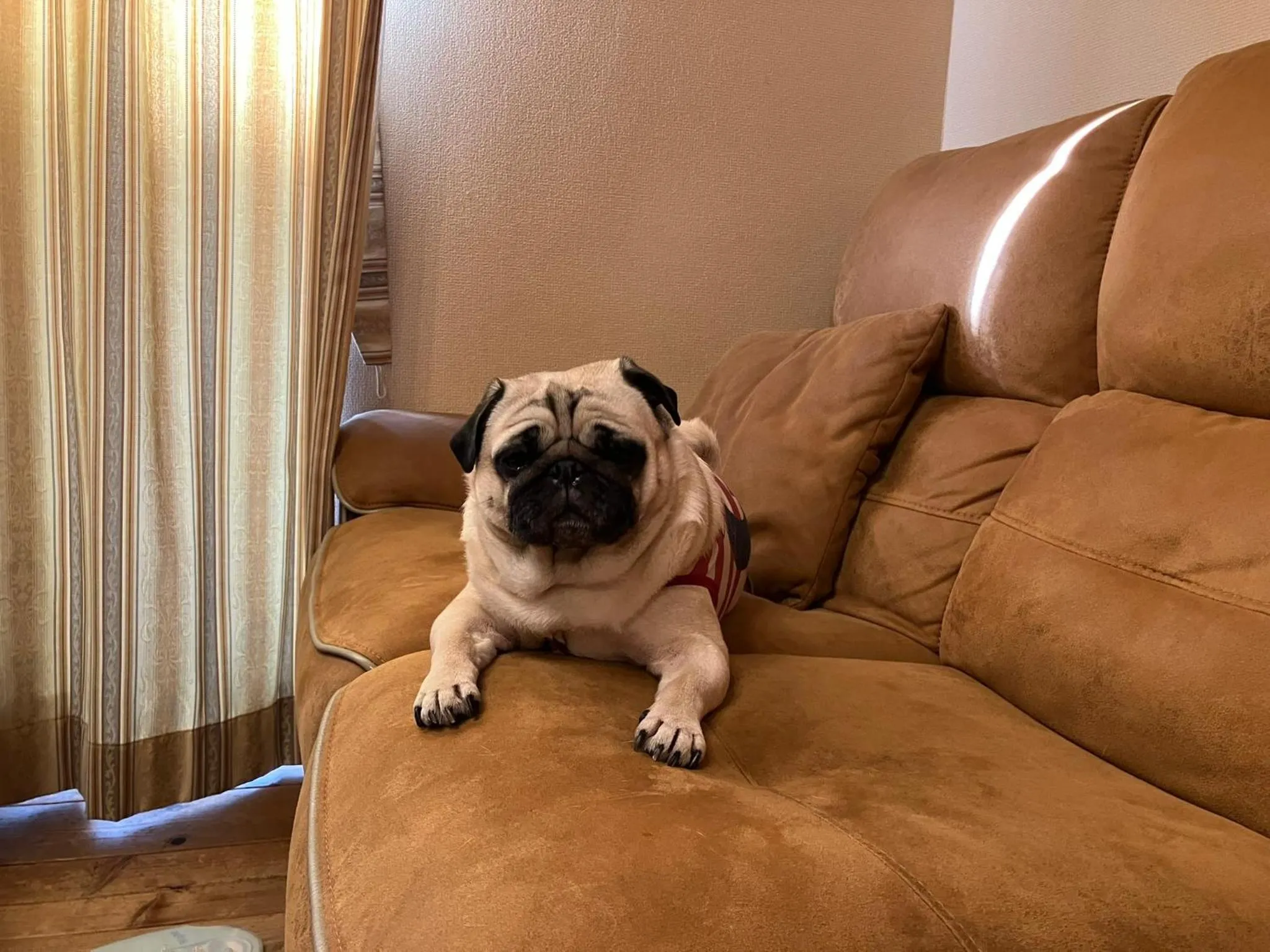 pet friendly in AbbeyRoad Inn Seika