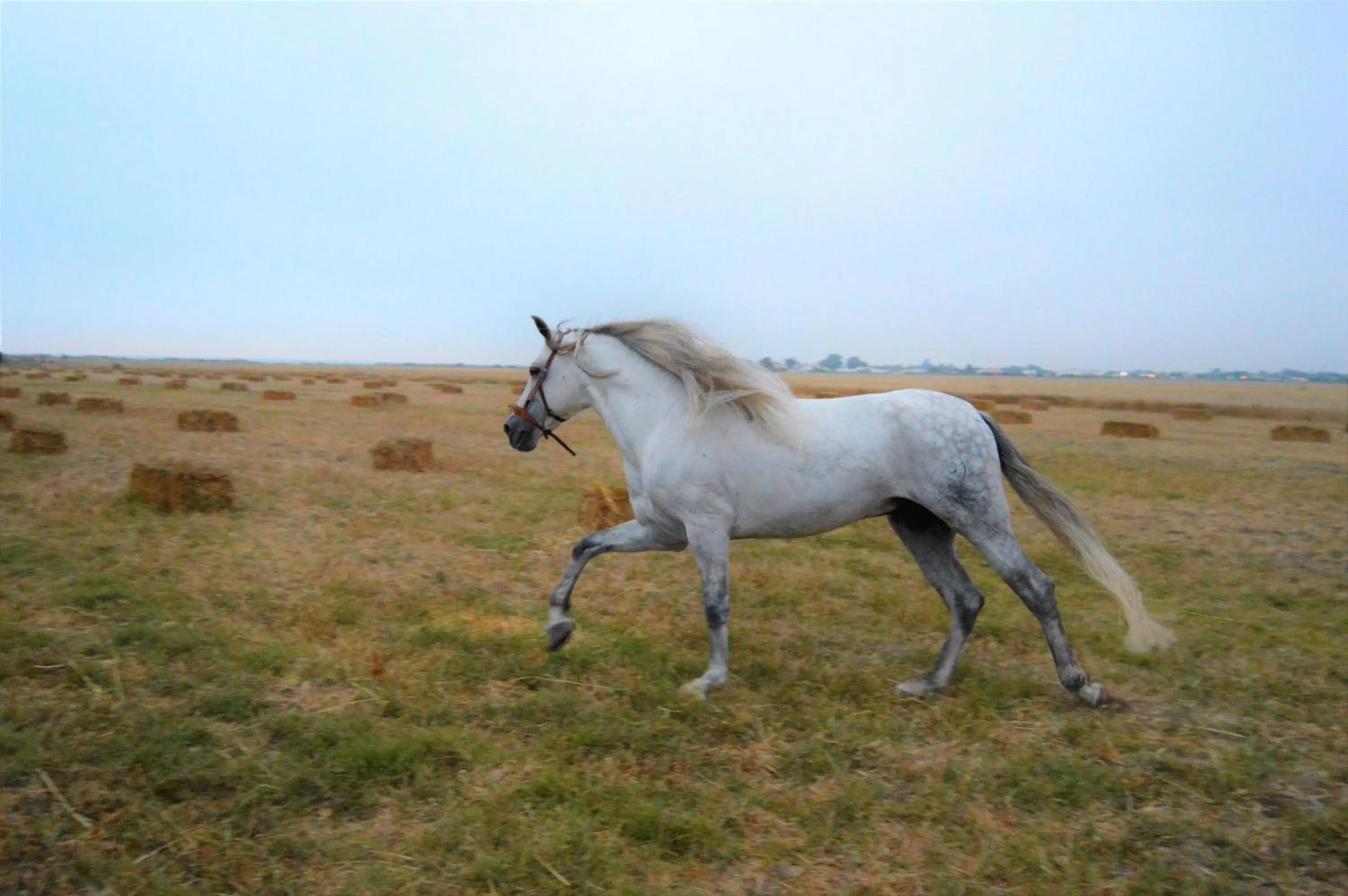 Property building in Trafalgar Polo Club