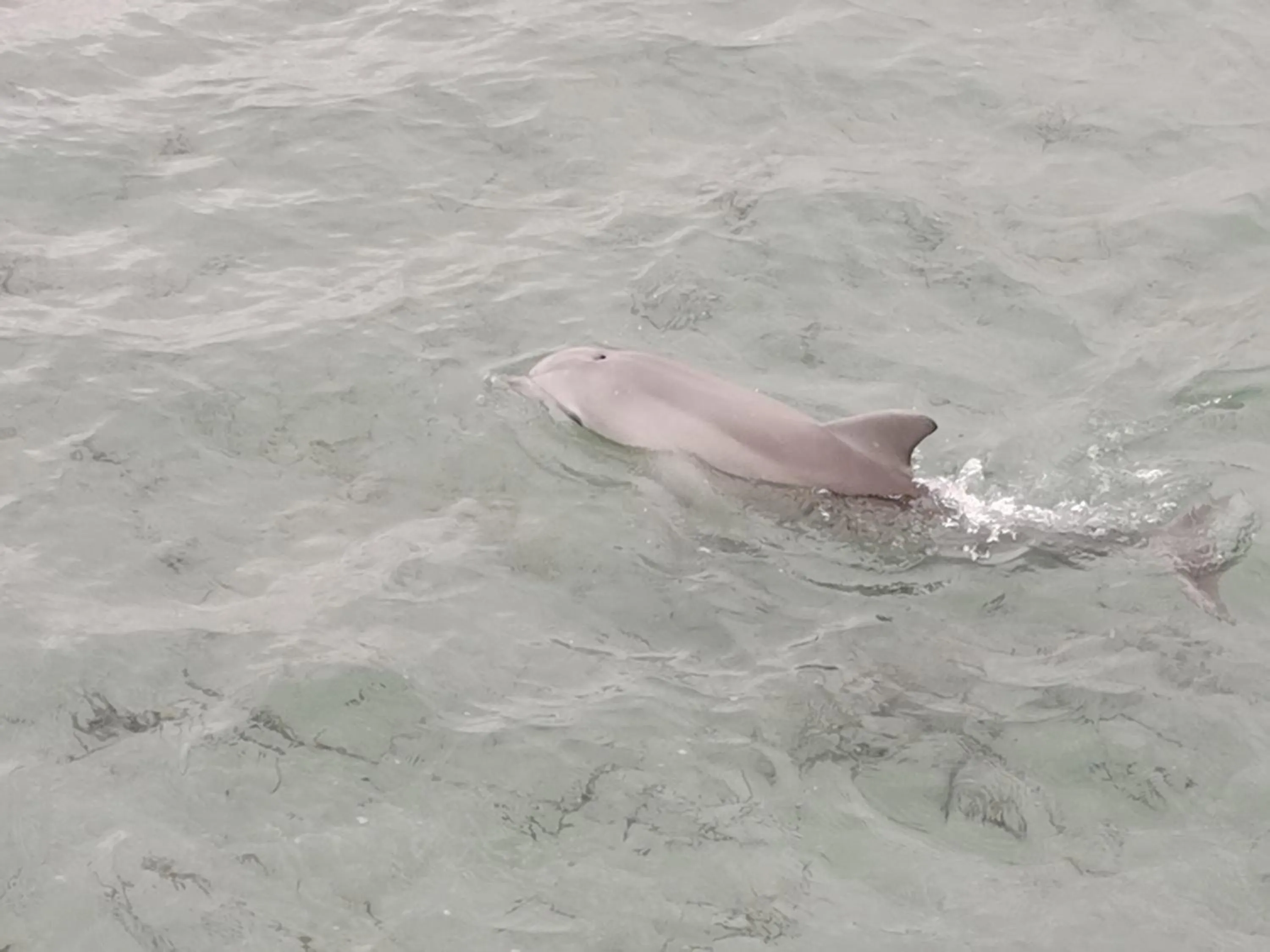 Animals in Vagabond Historic