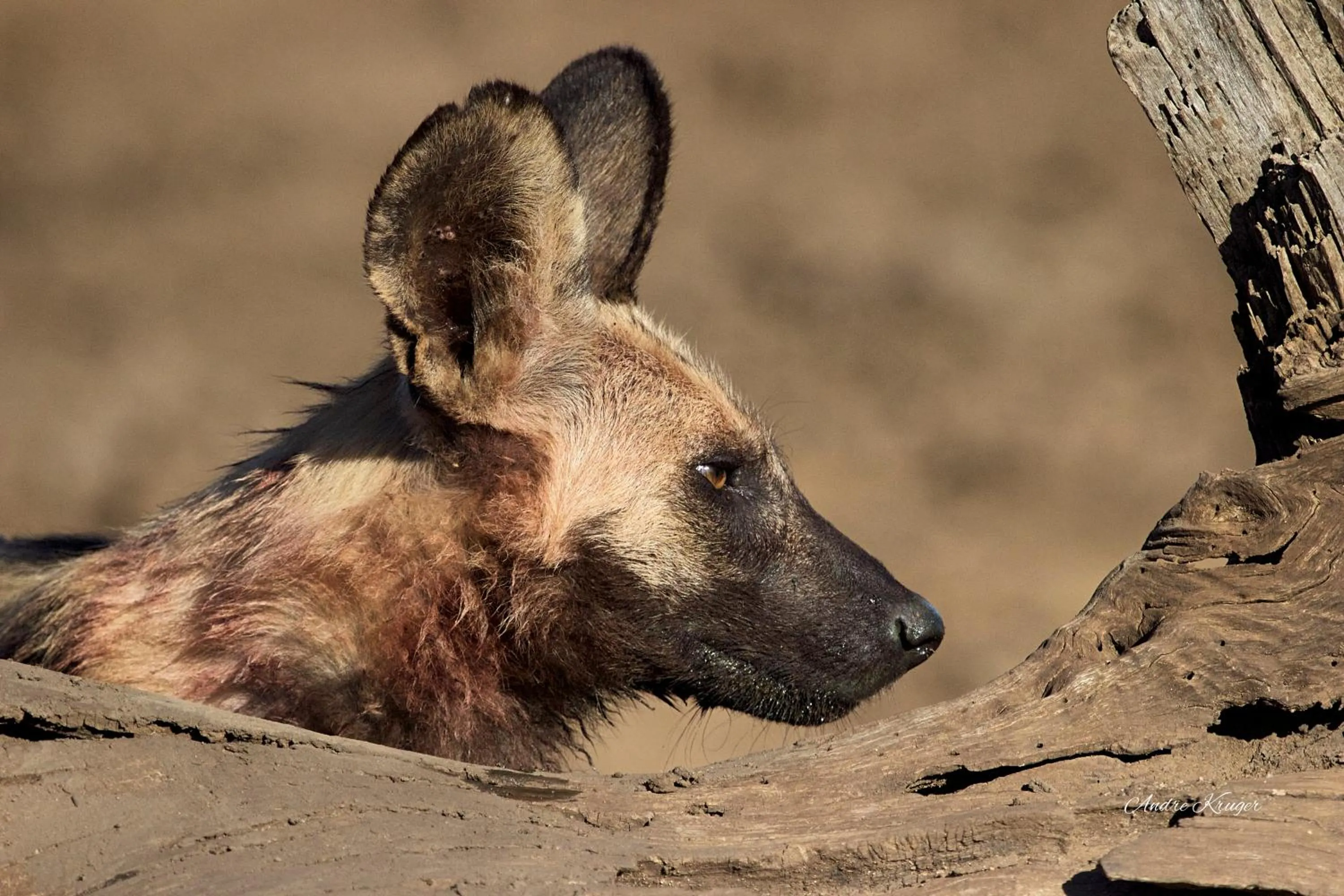 Animals in Klaserie Drift Misava