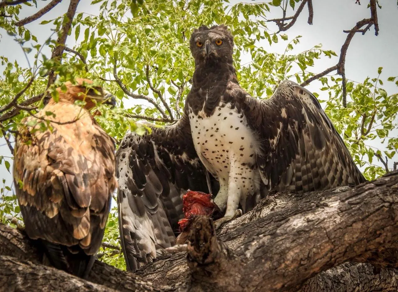 Animals in Klaserie Drift Misava