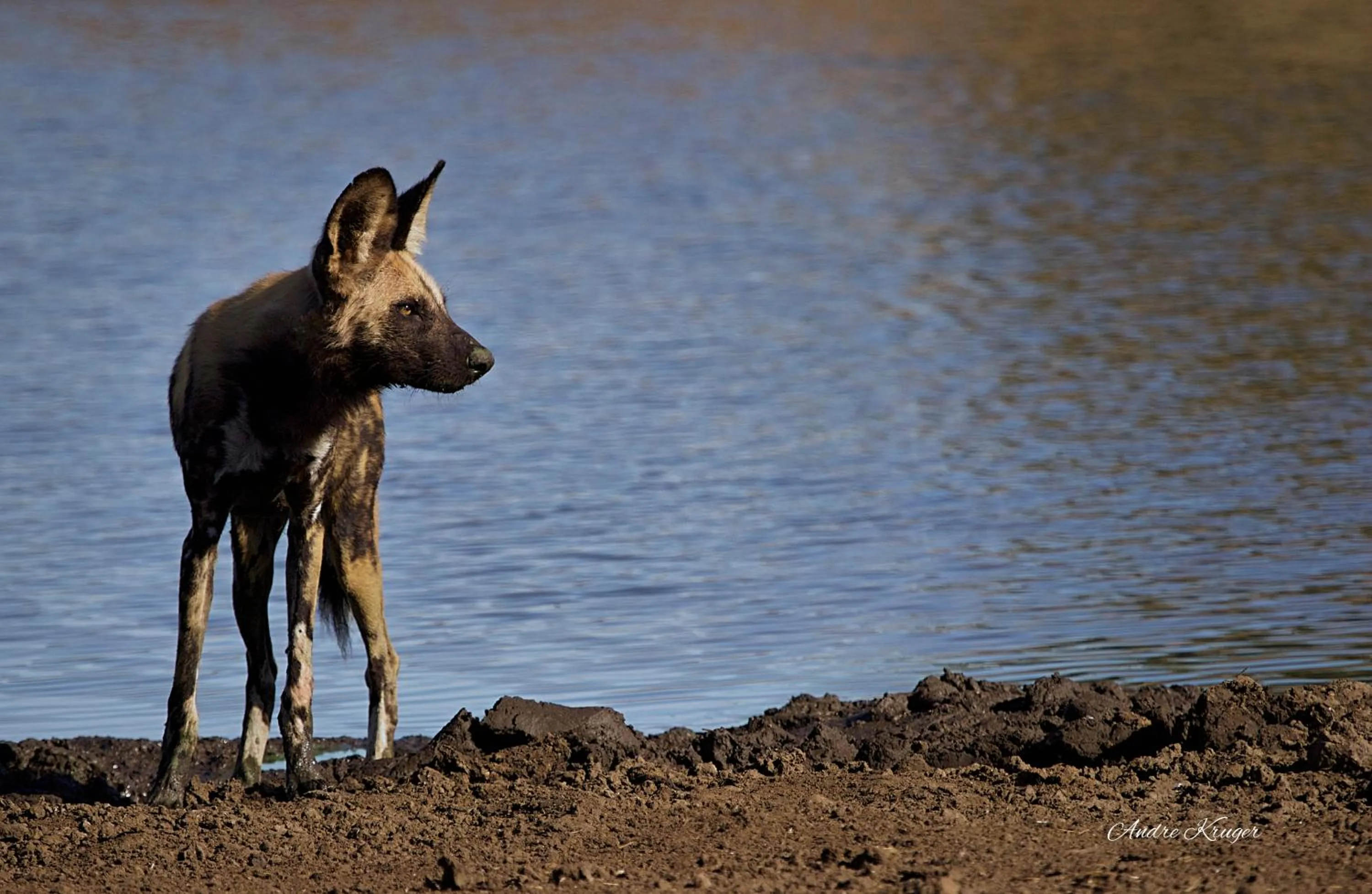 Animals in Klaserie Drift Misava