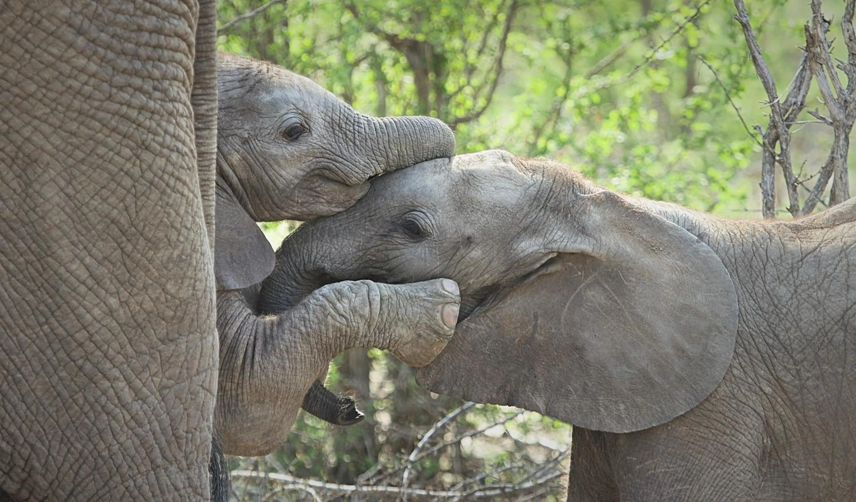 Animals in Klaserie Drift Misava